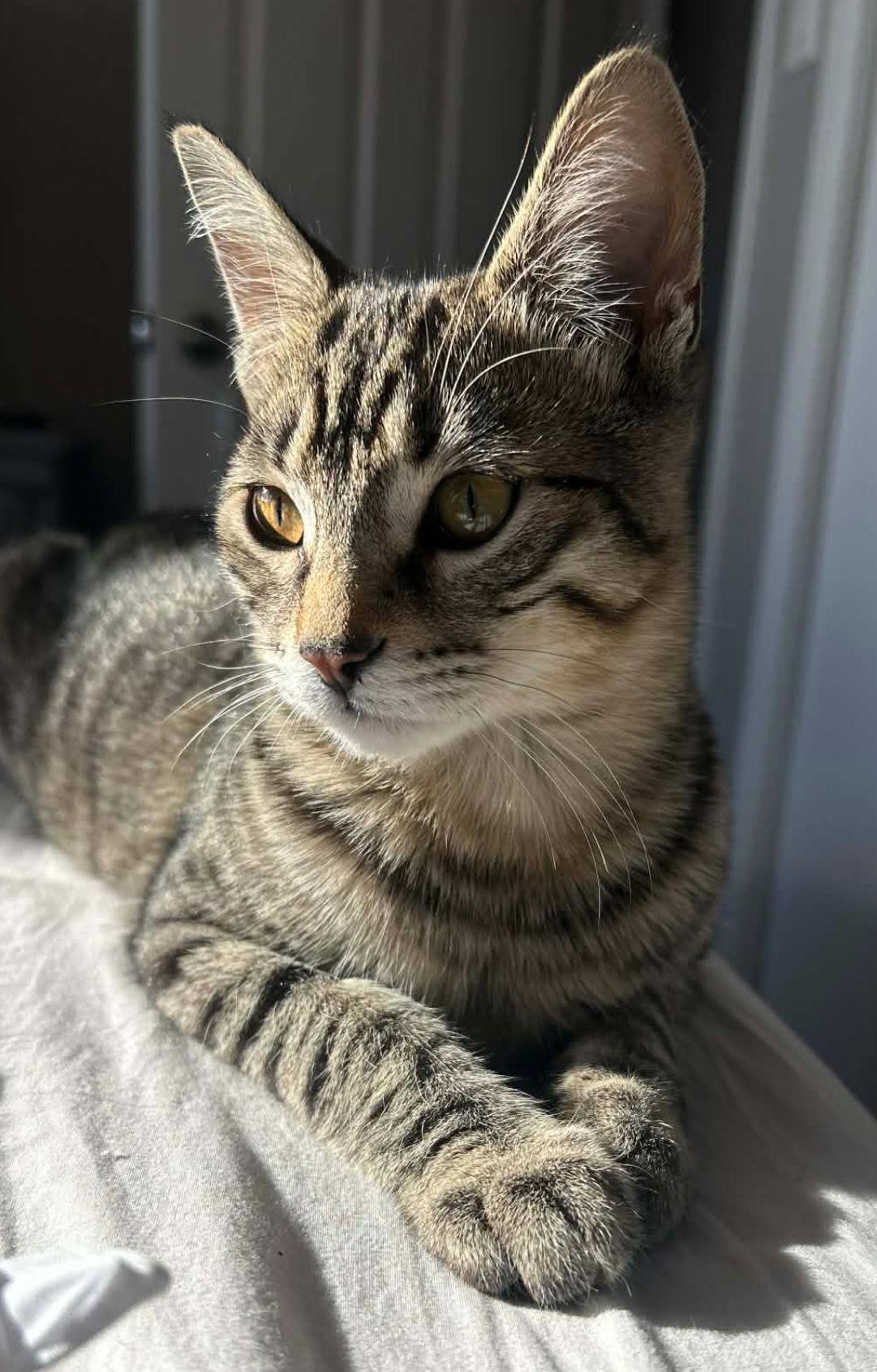 TUGBOAT, a Adoptable mixed breed image 2/3