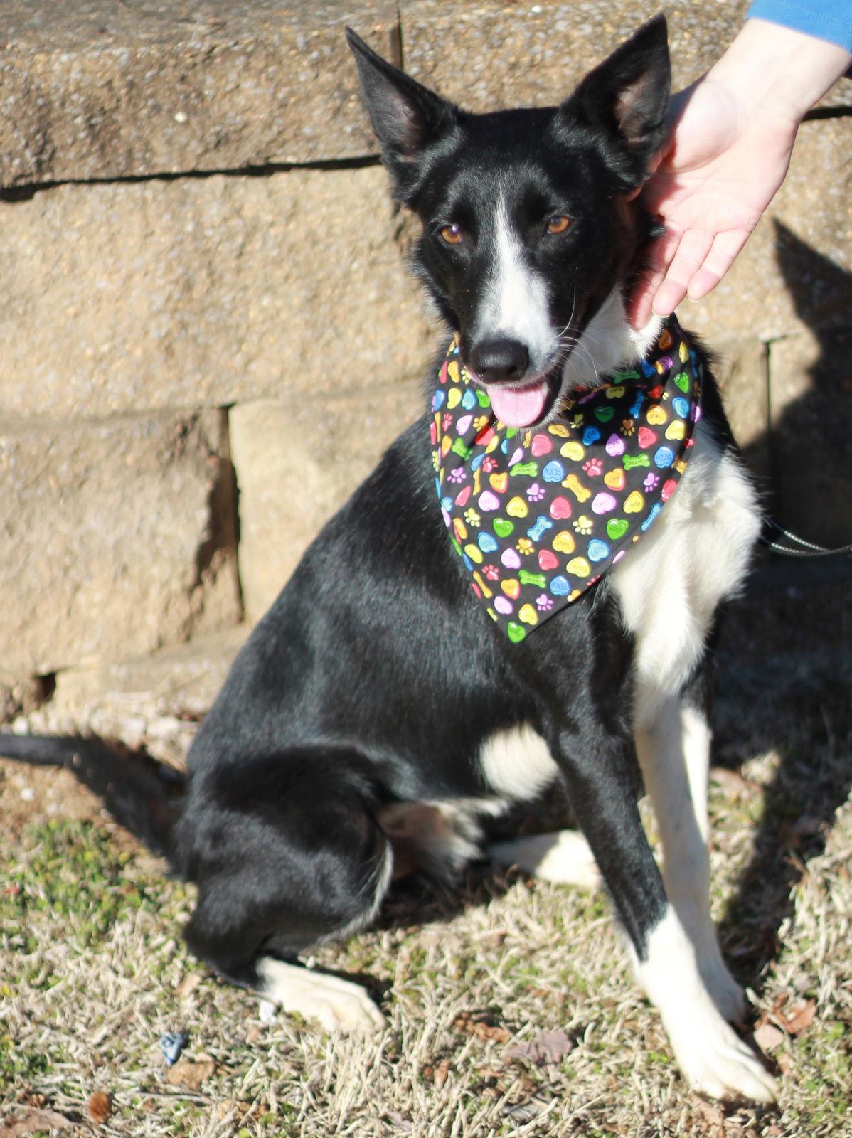 Goose, Adoptable, Young Male Border Collie.