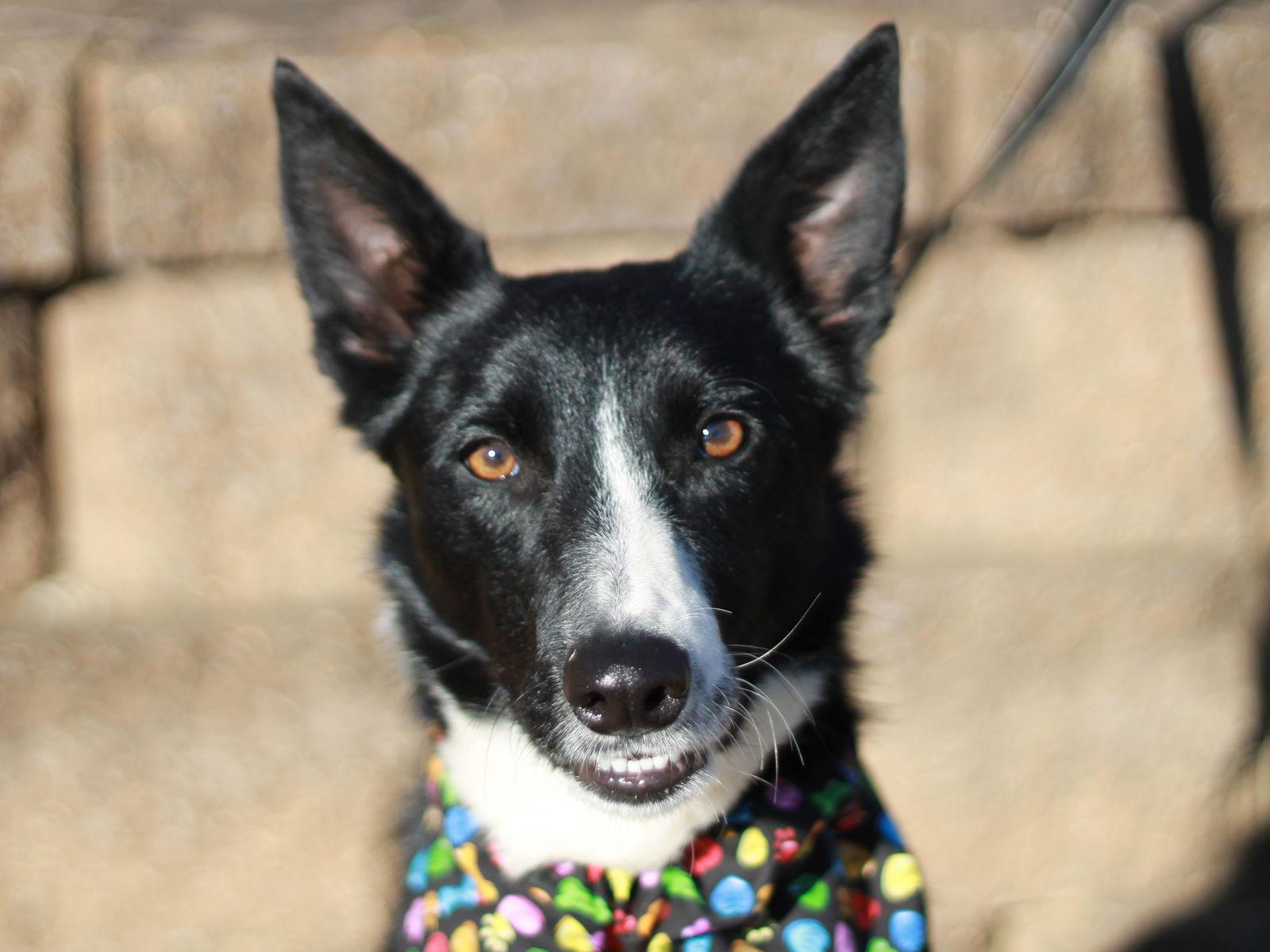 Enlarge Goose, a Adoptable Border Collie in Cookeville, TN image 2/3