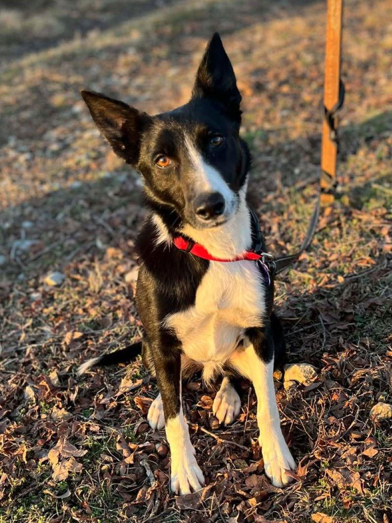 Goose, Adoptable, Young Male Border Collie.