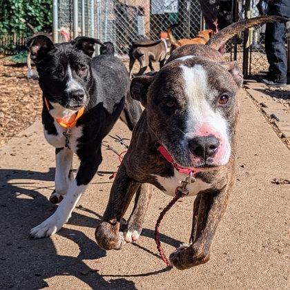 Enlarge Cousin Randy, a Adoptable Mixed Breed in Miamitown, OH image 3/3