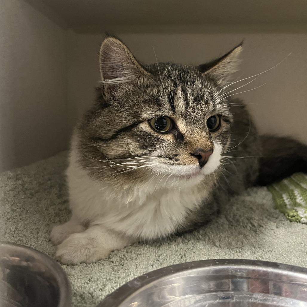 Enlarge Pilgrim, a Adoptable Domestic Long Hair in Durango, CO image 1/1
