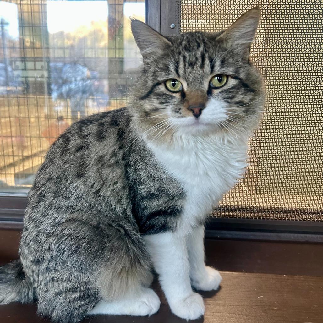 Pilgrim, Adoptable, Adult Male Domestic Long Hair.