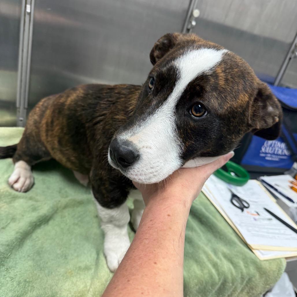 Harry Poppins thumbnail 2