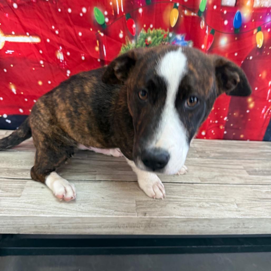 Harry Poppins thumbnail 3