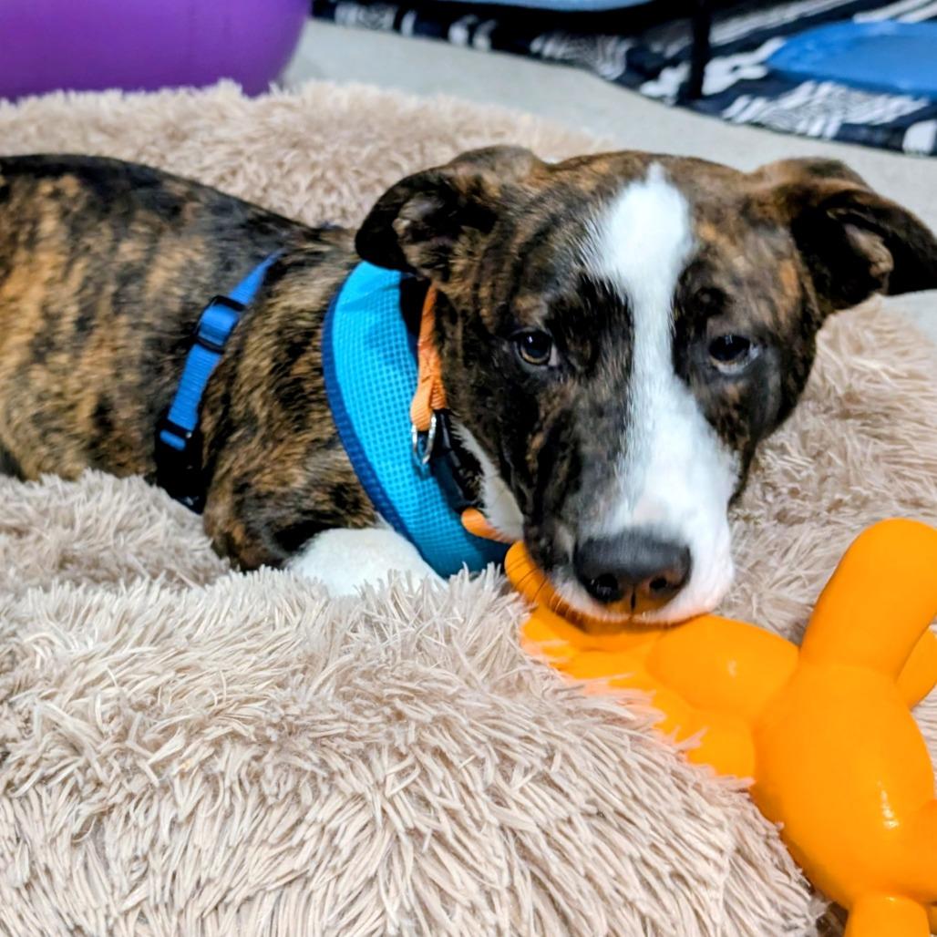 Harry Poppins thumbnail 4