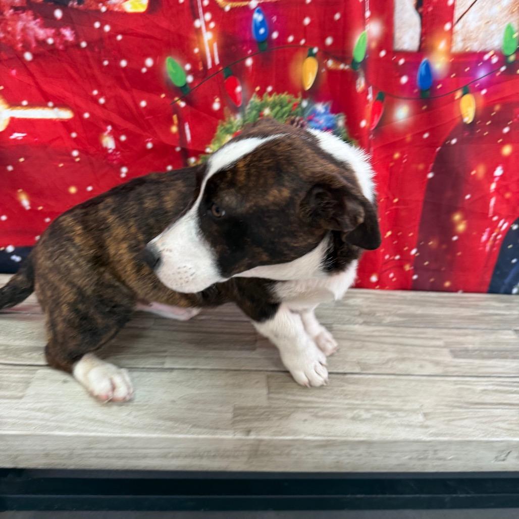 Harry Poppins thumbnail 5