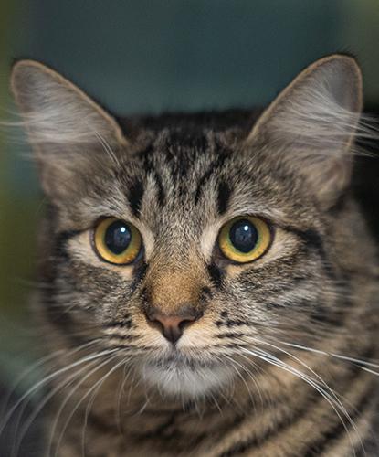 Enlarge Itsy Bitsy, a Adoptable mixed breed in Encinitas, CA image 1/1