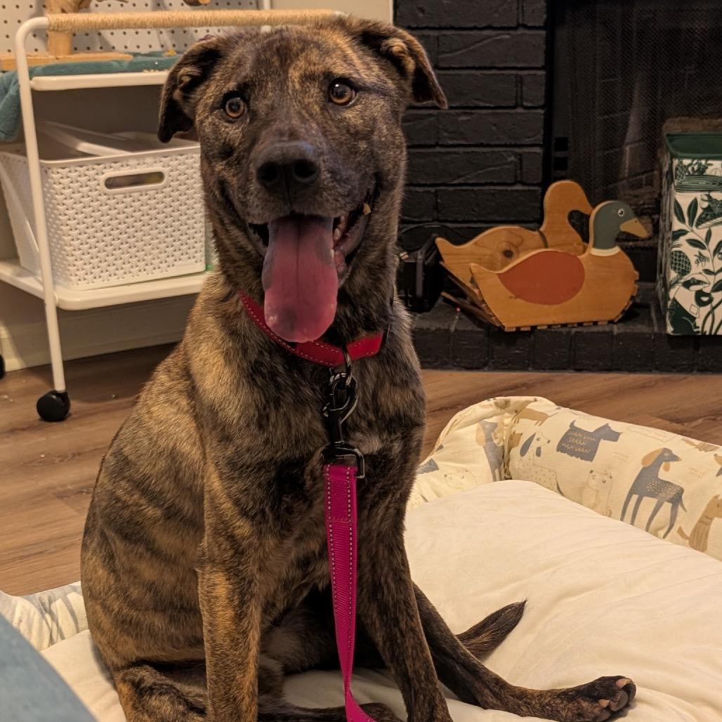 Ava, Adoptable, Adult Female Mixed Breed.
