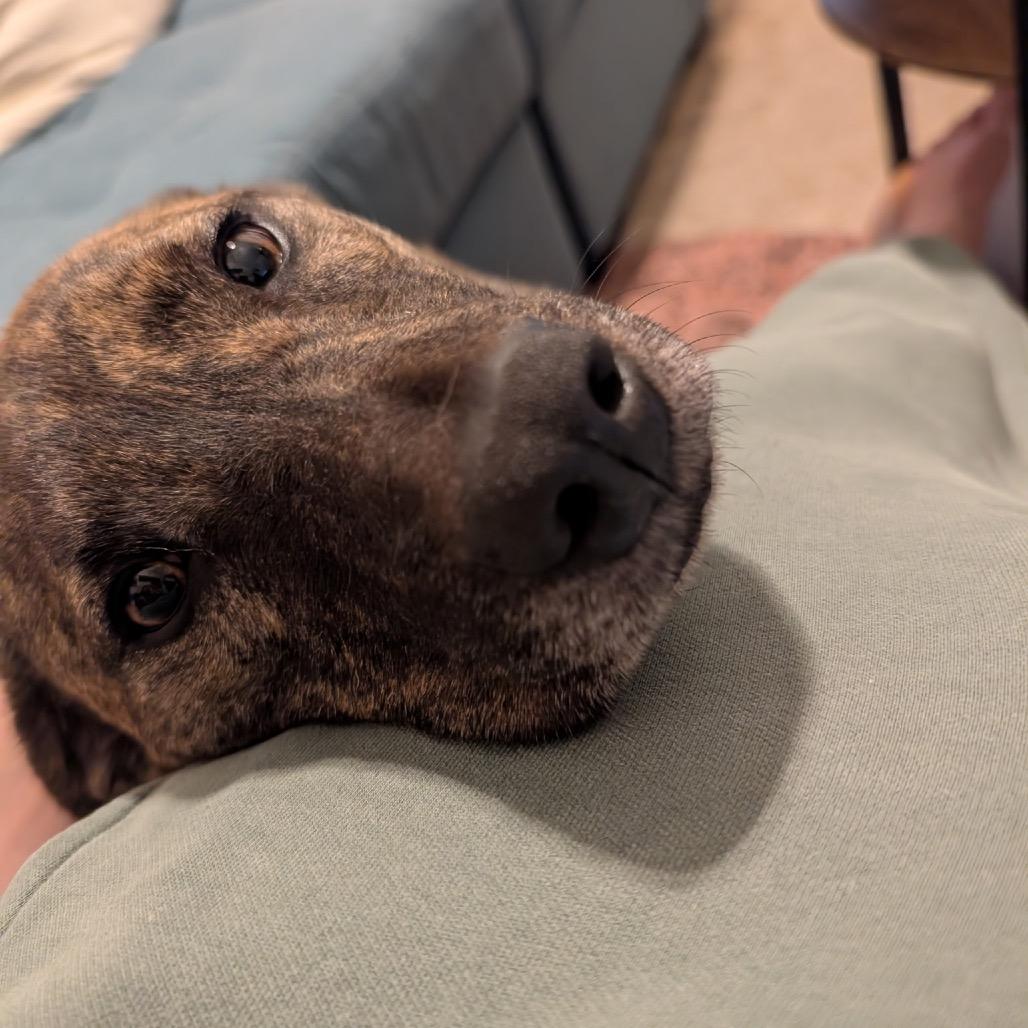 Ava, a Adoptable Mixed Breed in Bartlett, TN image 2/5