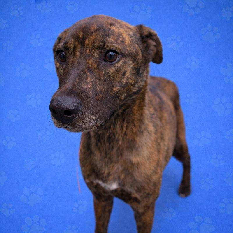 Ava, a Adoptable Mixed Breed in Bartlett, TN image 3/5