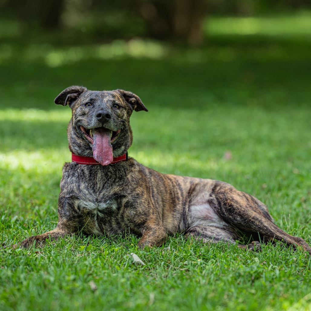 Ava, a Adoptable Mixed Breed in Bartlett, TN image 4/5