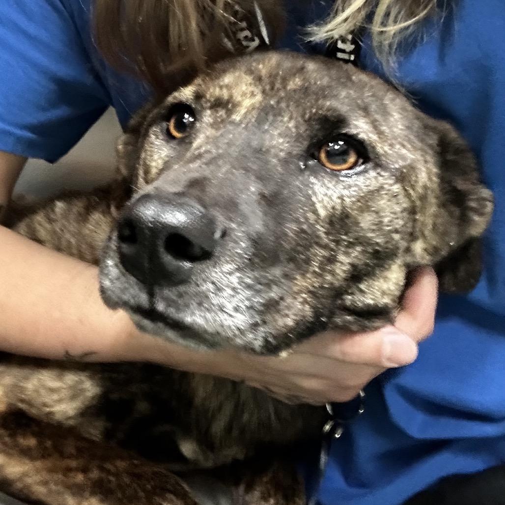 Ava, a Adoptable Mixed Breed in Bartlett, TN image 5/5