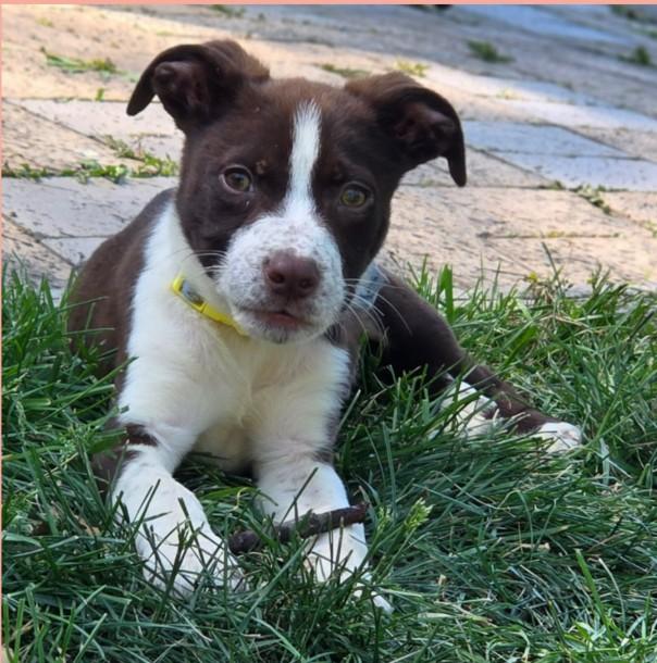 PATRICK, ADOPTABLE, Puppy Male English Pointer & Mixed Breed.