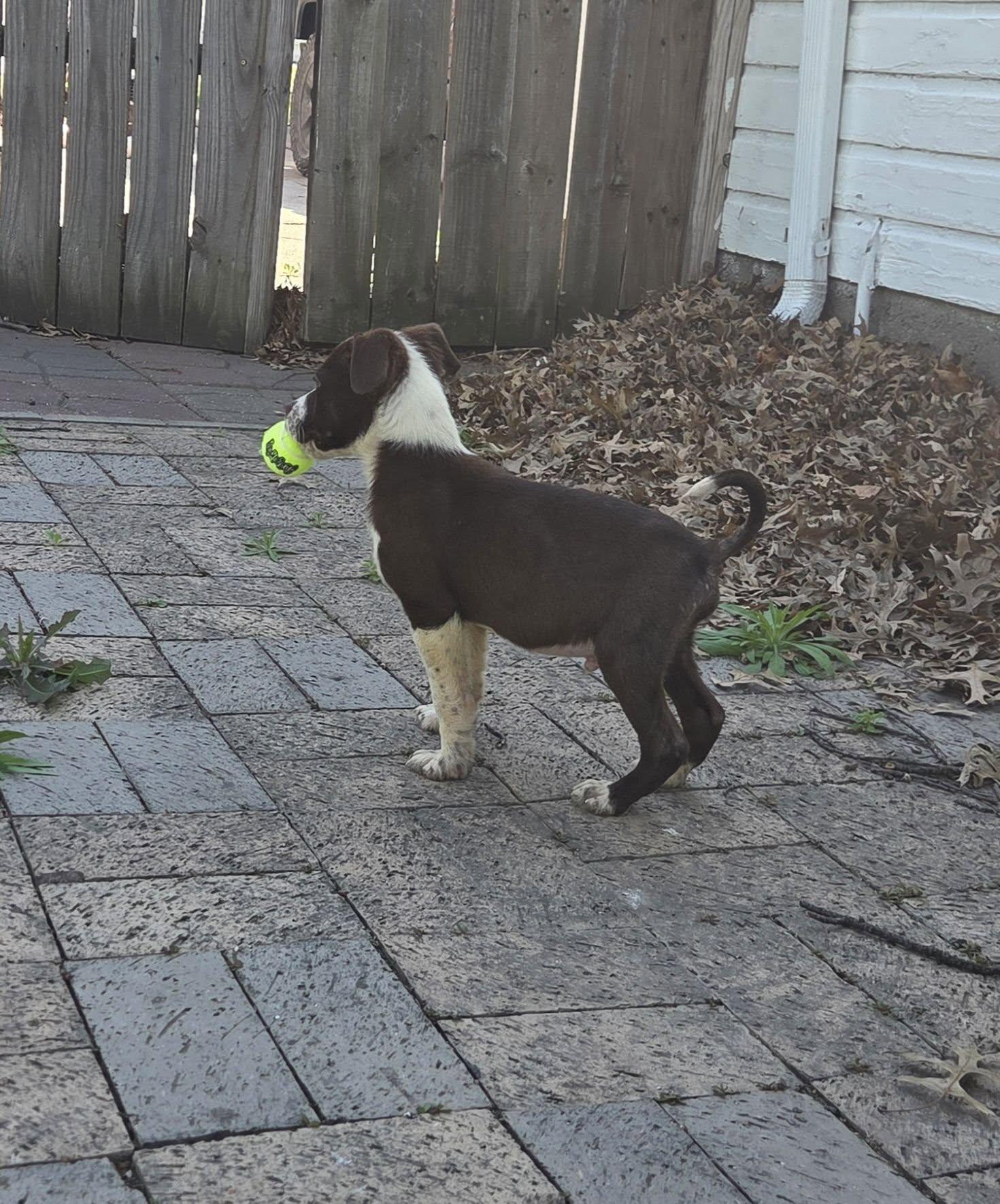 PATRICK, a ADOPTABLE mixed breed in Lincoln, NE image 3/6