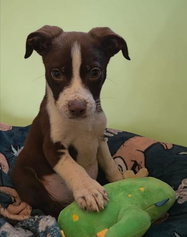 PATRICK, a ADOPTABLE mixed breed in Lincoln, NE image 5/6