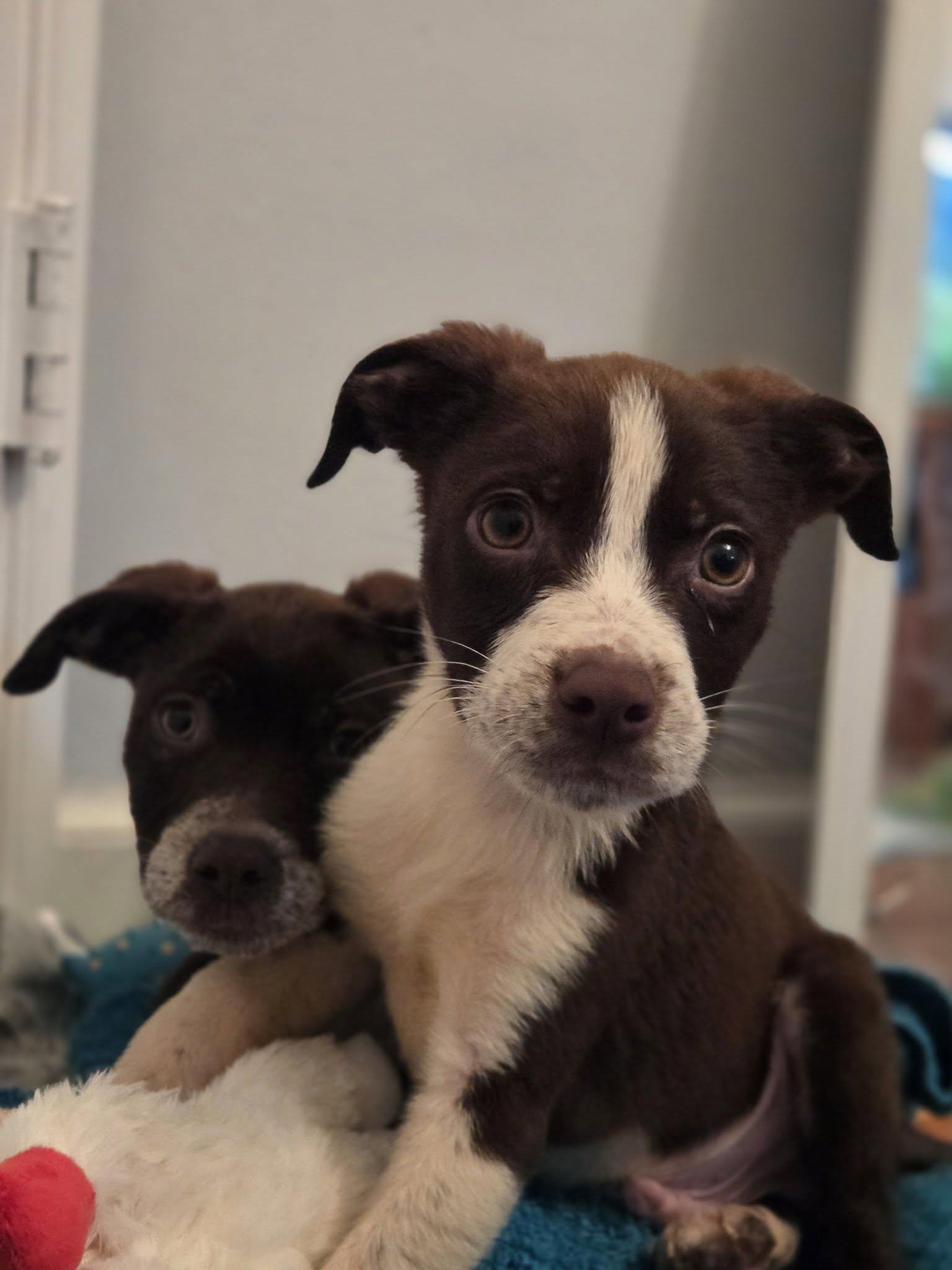 PATRICK, a ADOPTABLE mixed breed in Lincoln, NE image 2/6
