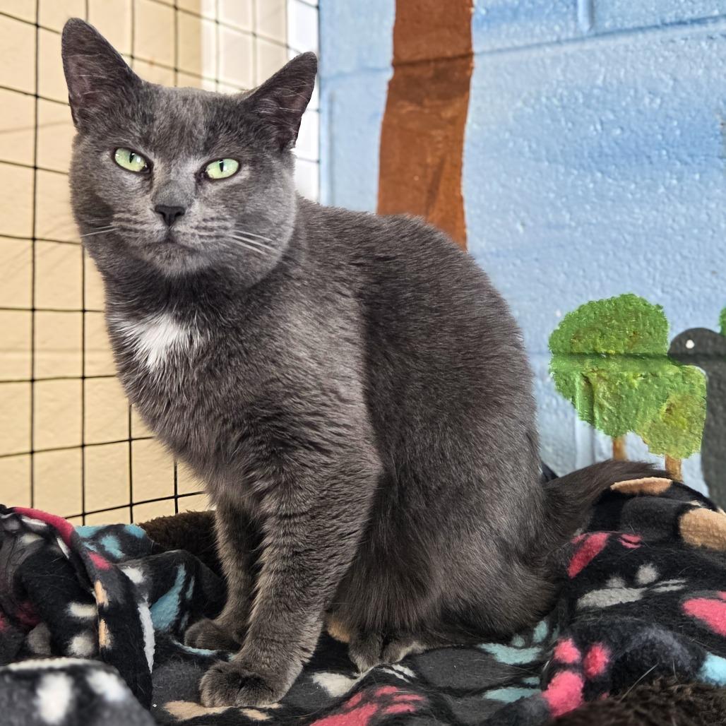 Moonlight, Adoptable, Adult Female Domestic Short Hair.