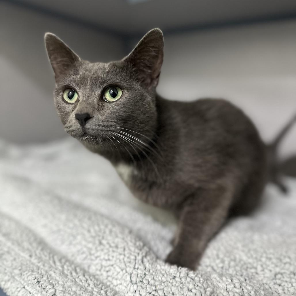 Moonlight (Mama Cat), Adoptable, Adult Female Domestic Short Hair.