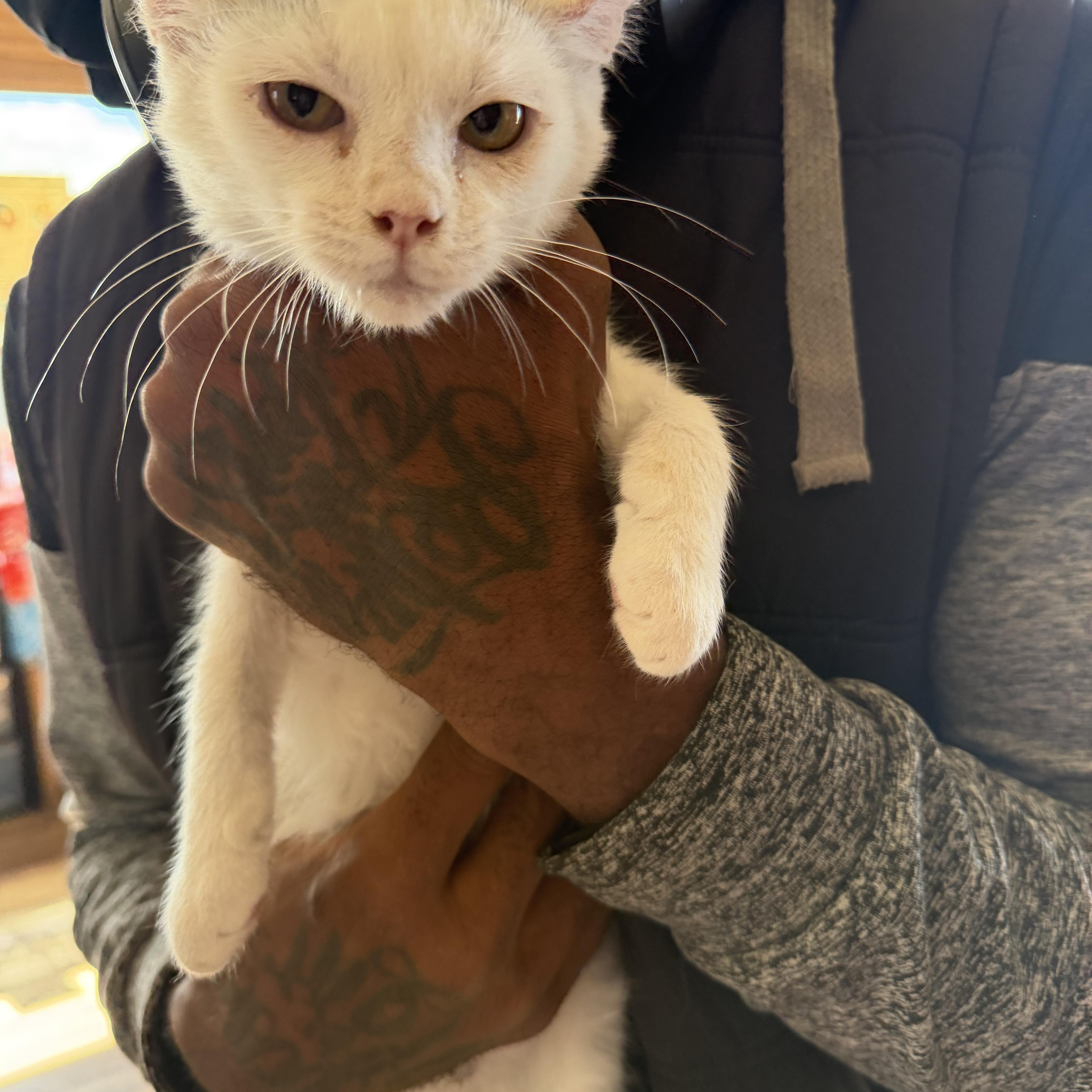 Mr. Beast, Adoptable, Kitten Male Domestic Short Hair.