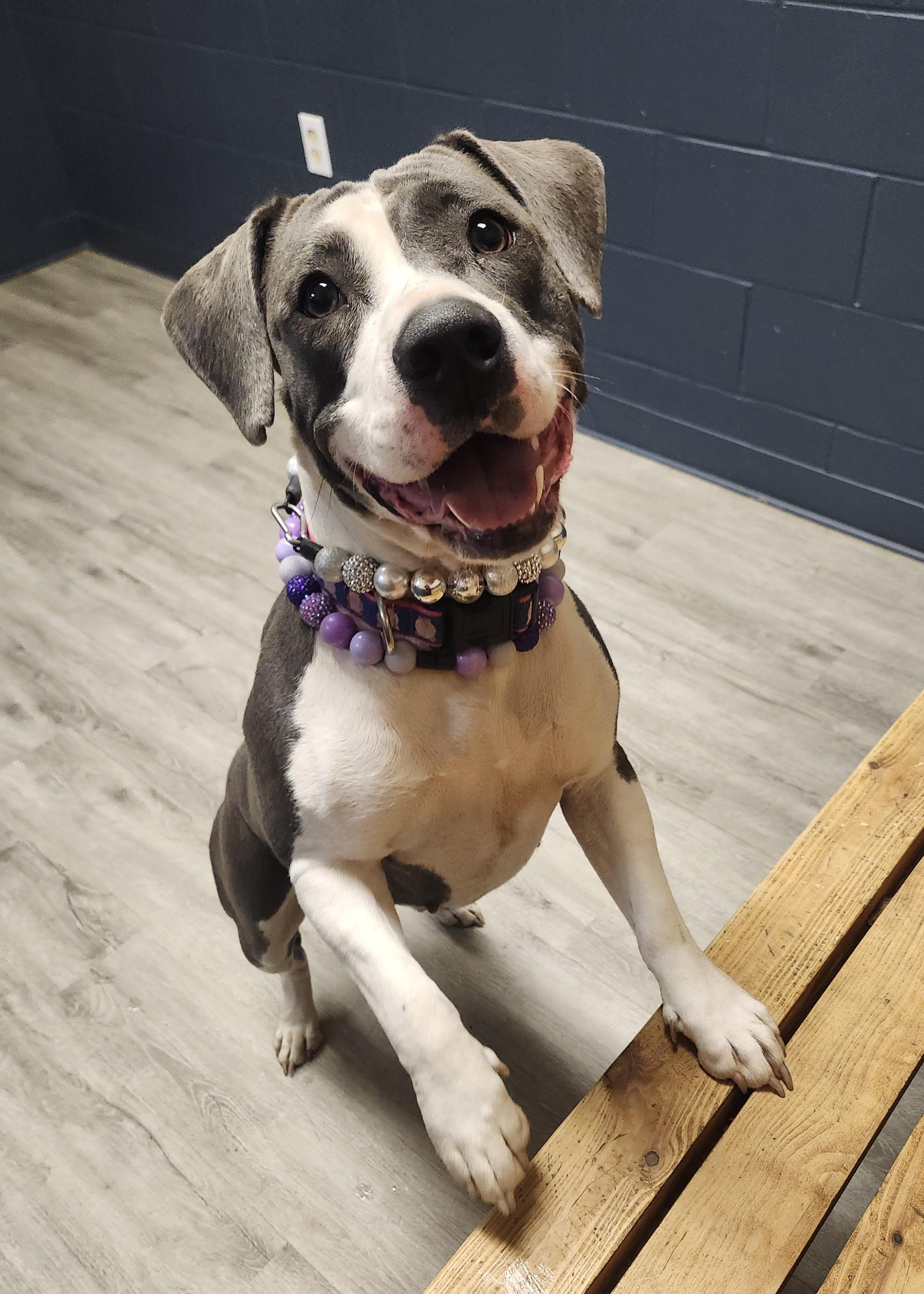 Enlarge Thalia, an adoptable mixed breed in Mansfield, OH image 2/4
