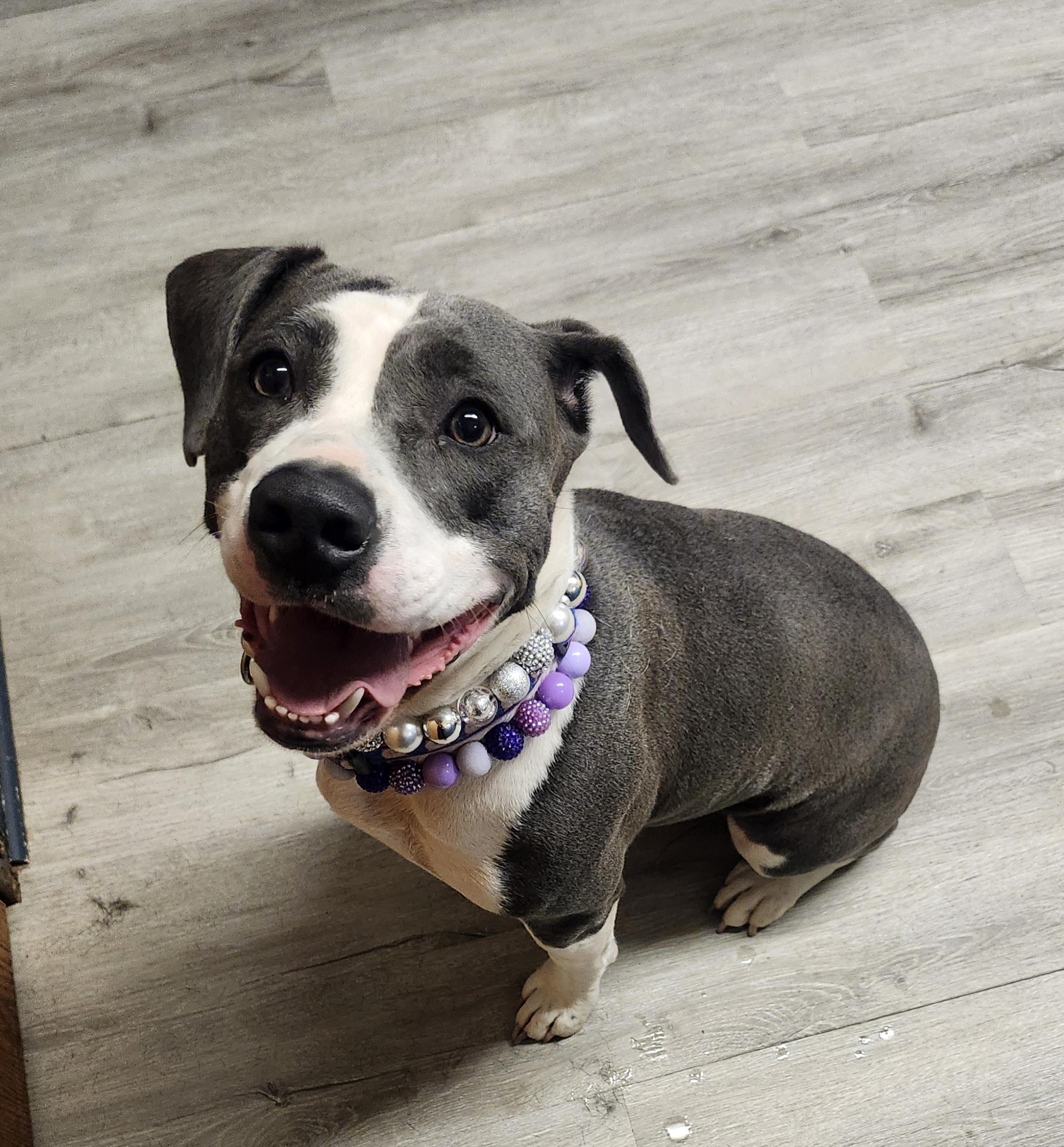Enlarge Thalia, an adoptable mixed breed in Mansfield, OH image 3/4