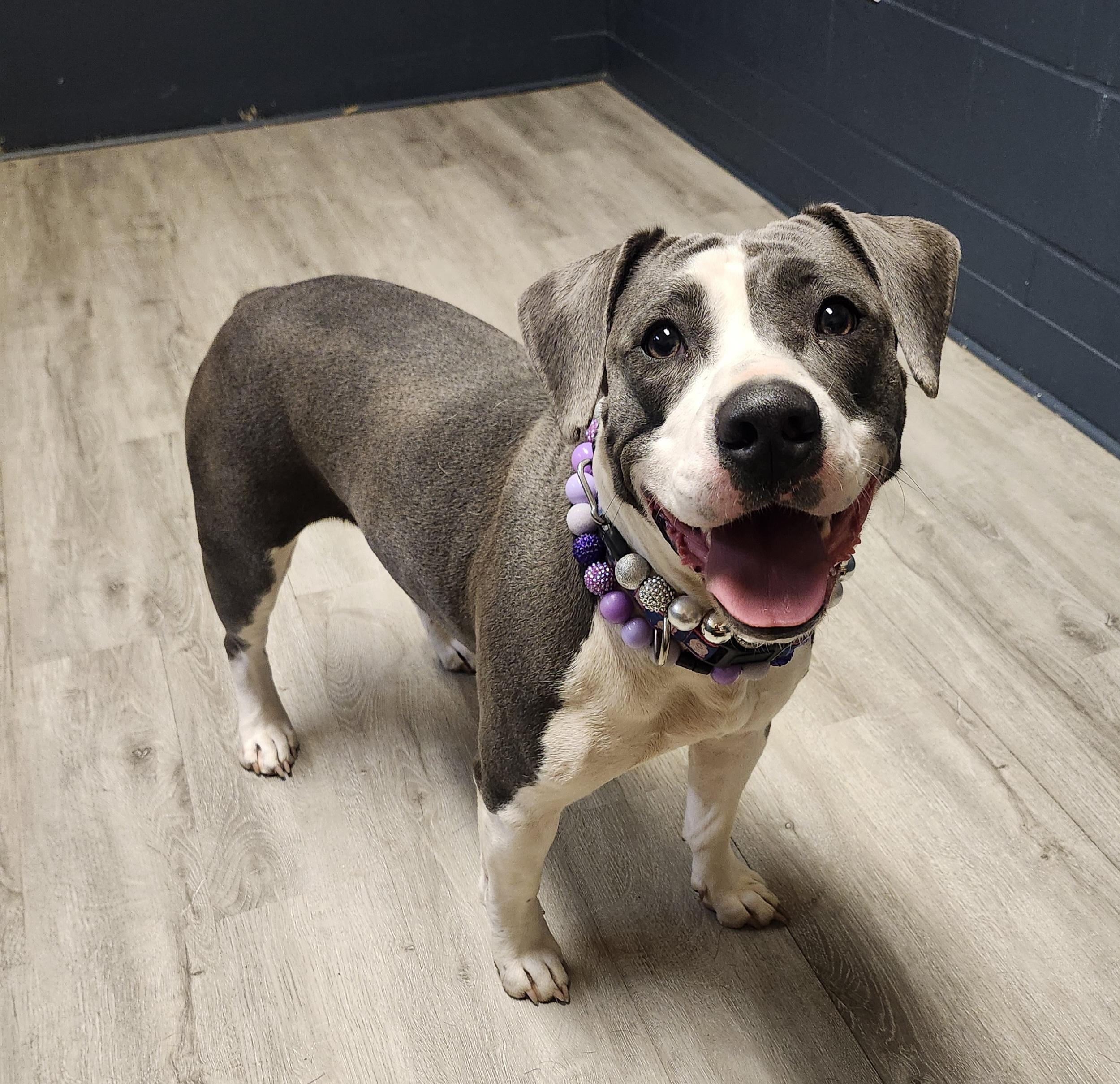 Enlarge Thalia, an adoptable mixed breed in Mansfield, OH image 1/4