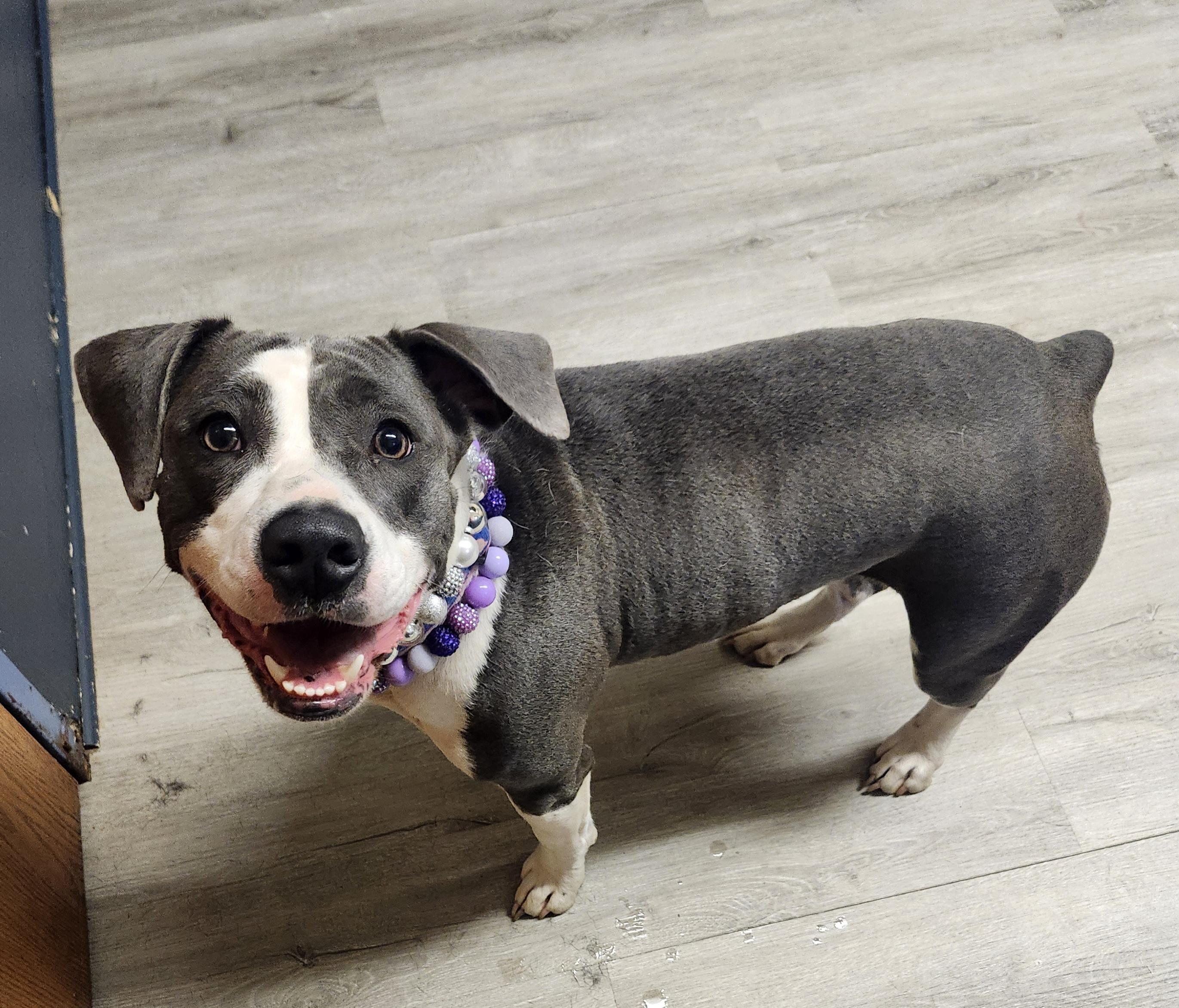 Enlarge Thalia, an adoptable mixed breed in Mansfield, OH image 4/4