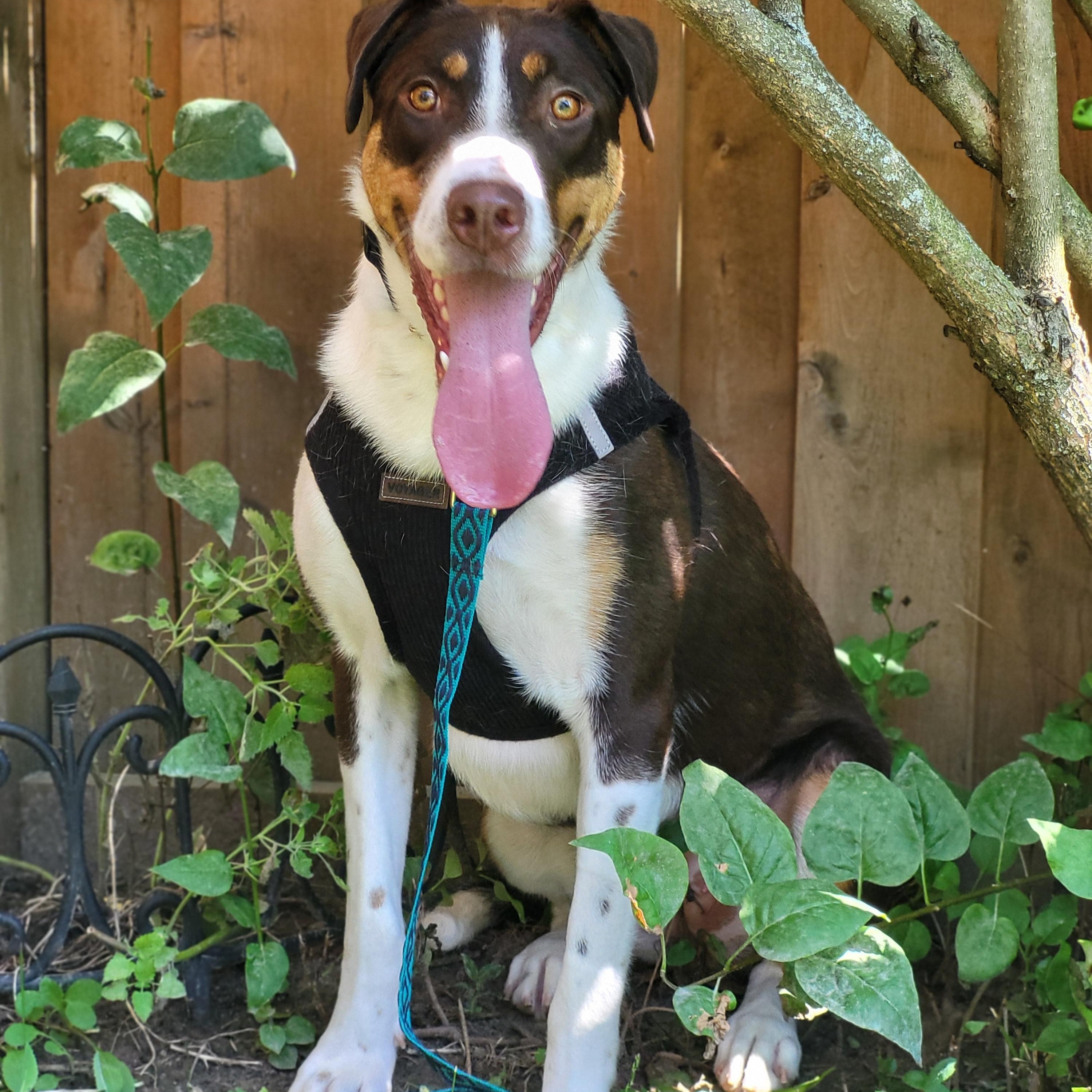 Enlarge Peaches 99.00 ADOPTION FEE, a ADOPTABLE mixed breed in Scarborough, ON image 4/6