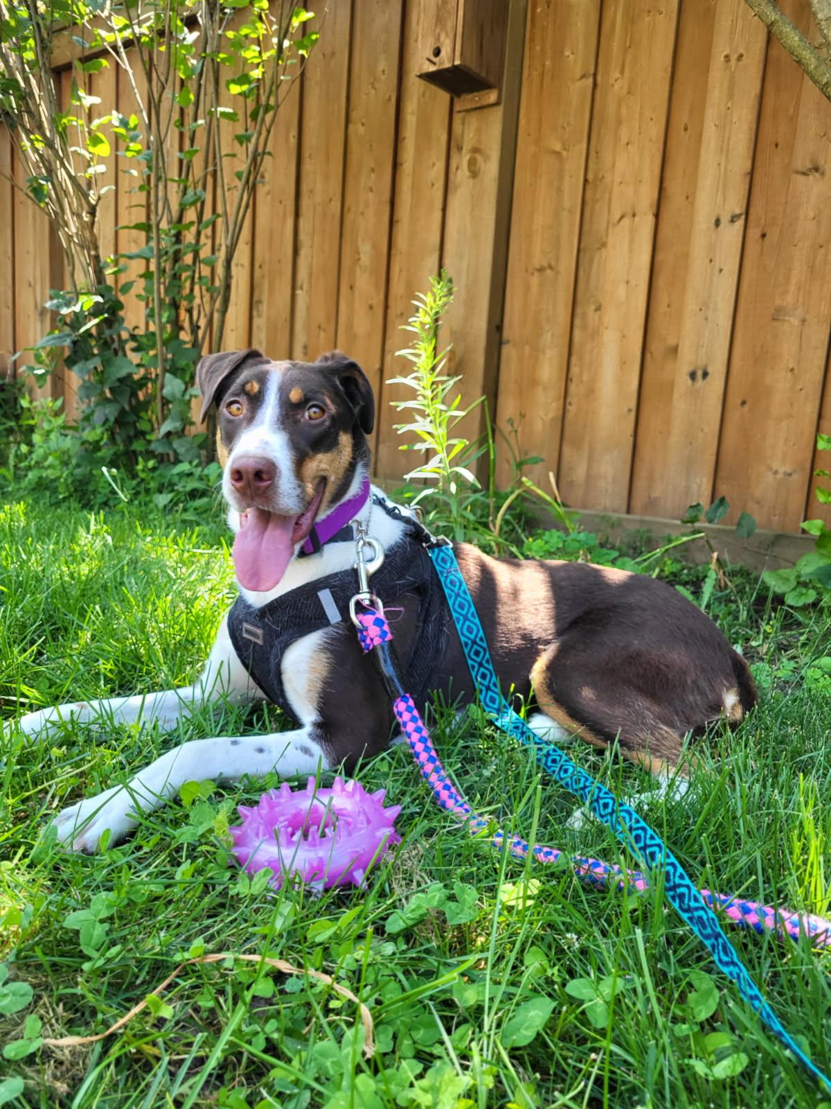 Enlarge Peaches 99.00 ADOPTION FEE, a ADOPTABLE mixed breed in Scarborough, ON image 5/6