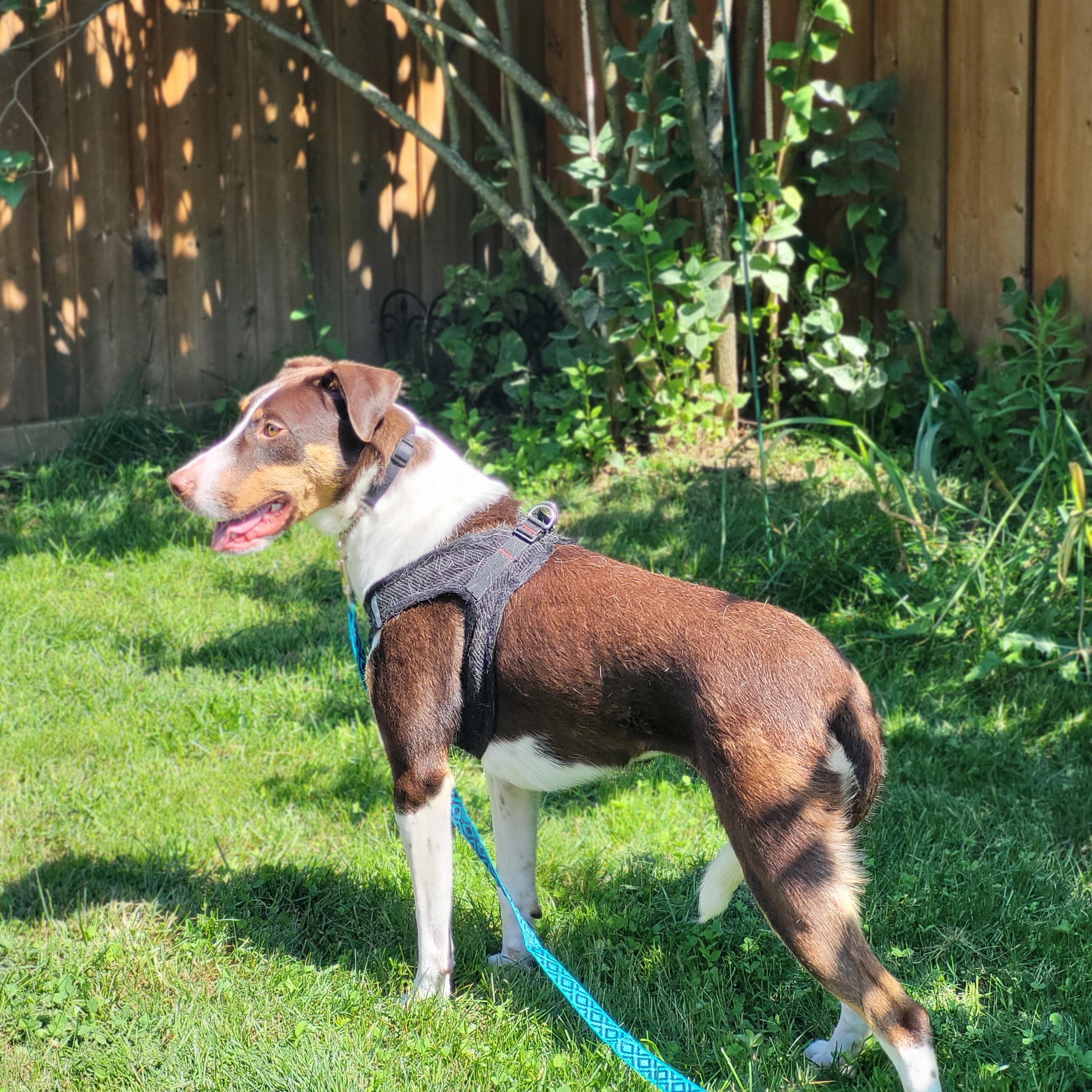 Enlarge Peaches 99.00 ADOPTION FEE, a ADOPTABLE mixed breed in Scarborough, ON image 3/6