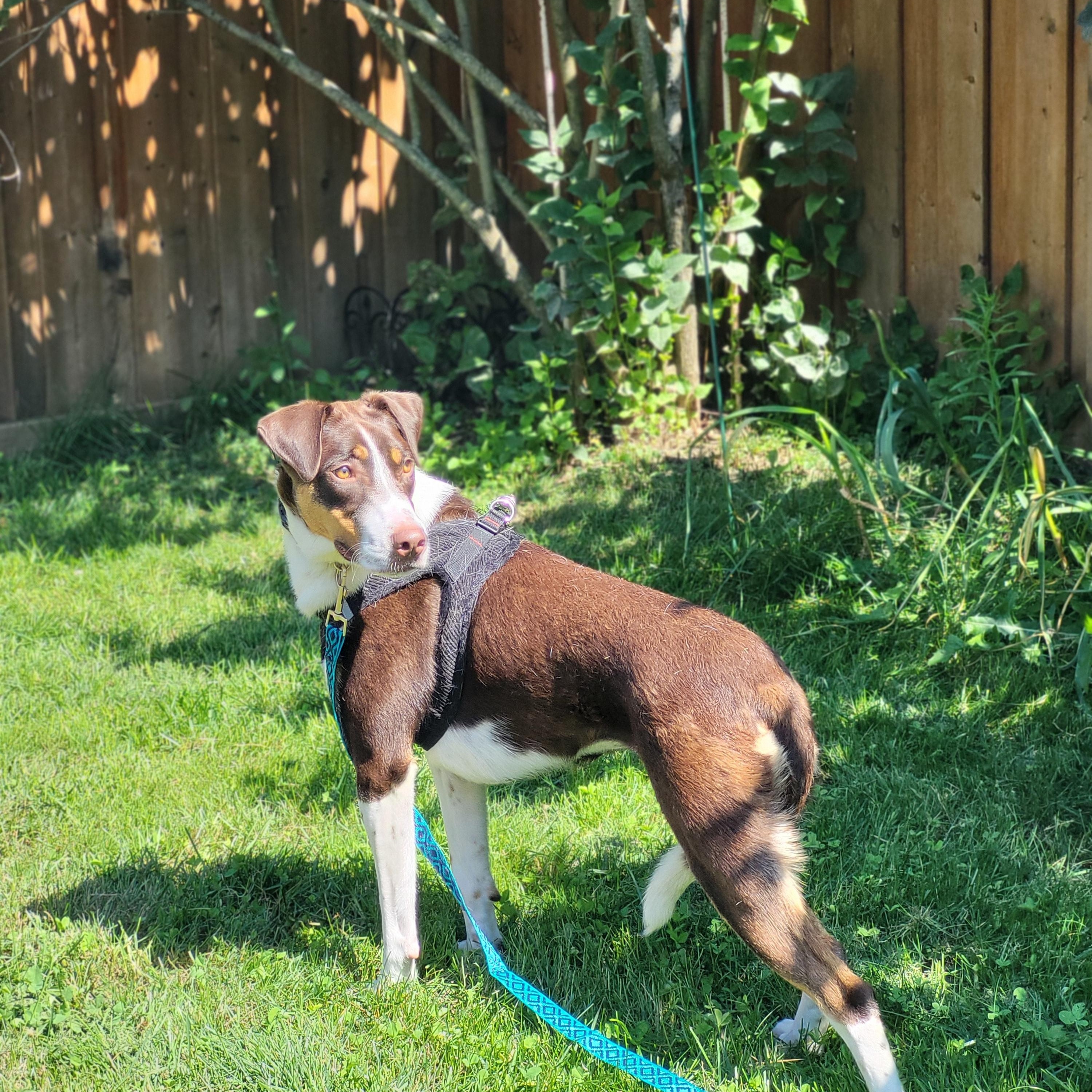 Peaches 99.00 ADOPTION FEE, ADOPTABLE, Young Female Hound.