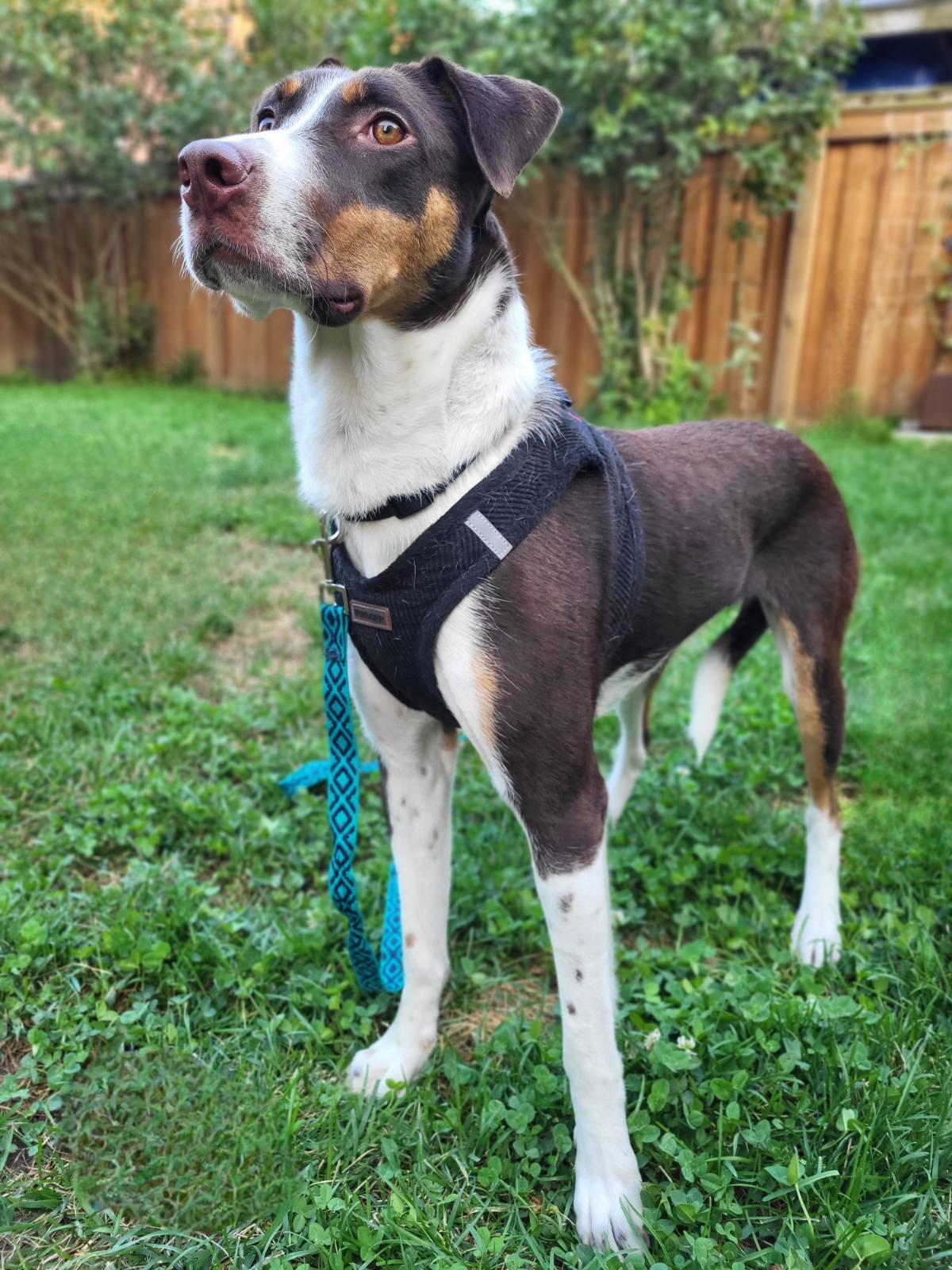 Enlarge Peaches 99.00 ADOPTION FEE, a ADOPTABLE mixed breed in Scarborough, ON image 2/6
