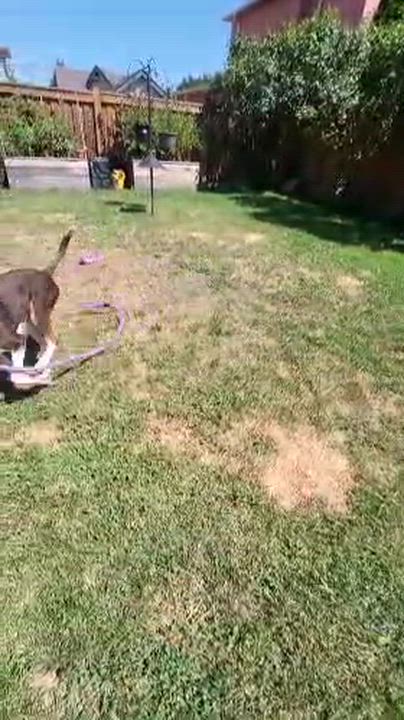 Enlarge Peaches 99.00 ADOPTION FEE, a ADOPTABLE mixed breed in Scarborough, ON video 6/6