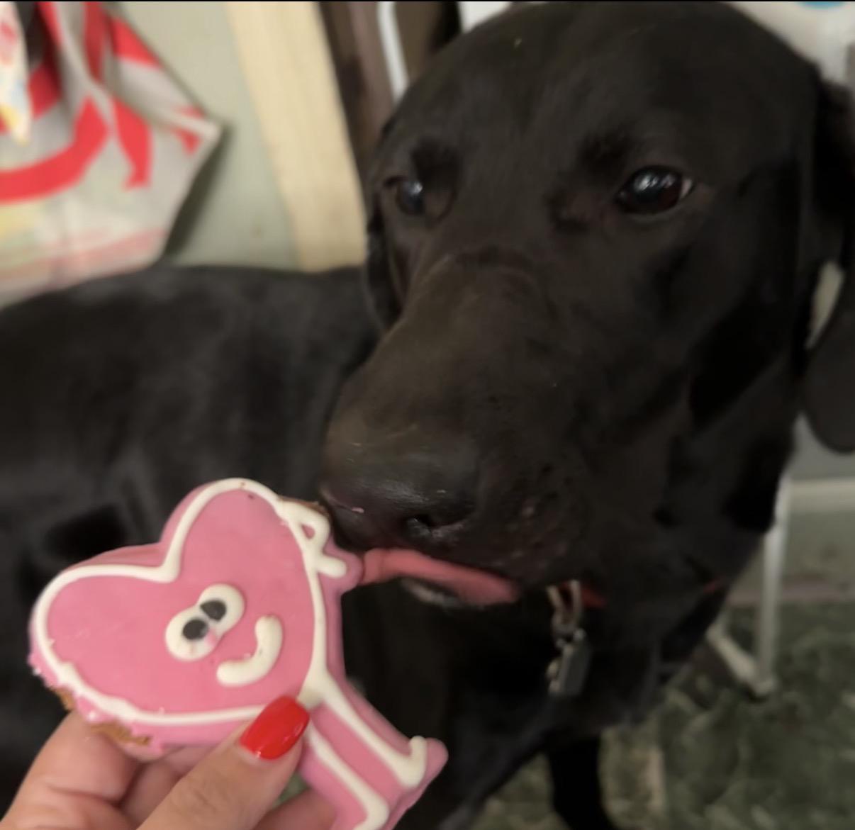 Enlarge Midknight , a ADOPTABLE mixed breed in Warrington, PA image 3/4