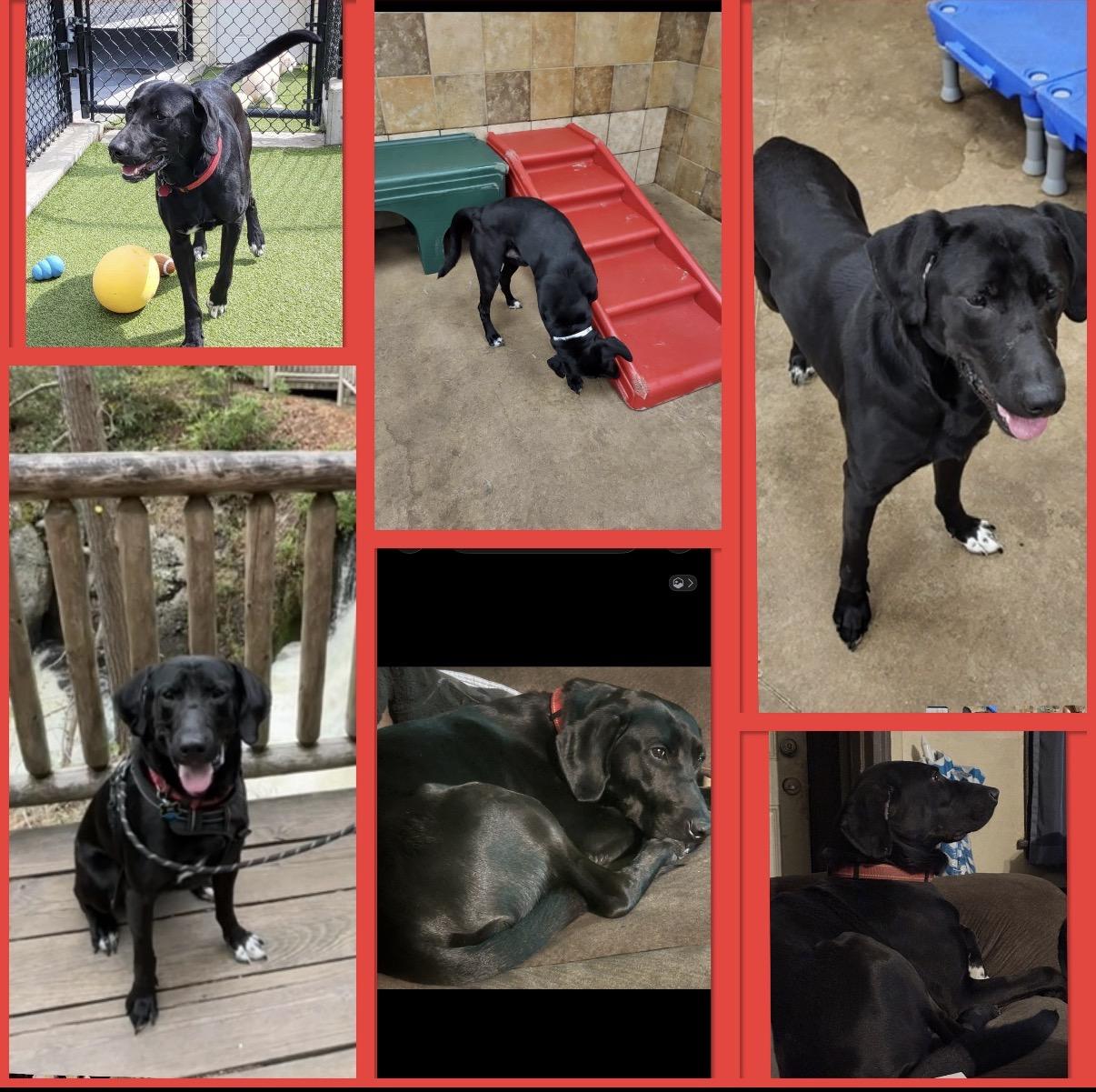 Enlarge Midknight , a ADOPTABLE mixed breed in Warrington, PA image 4/4