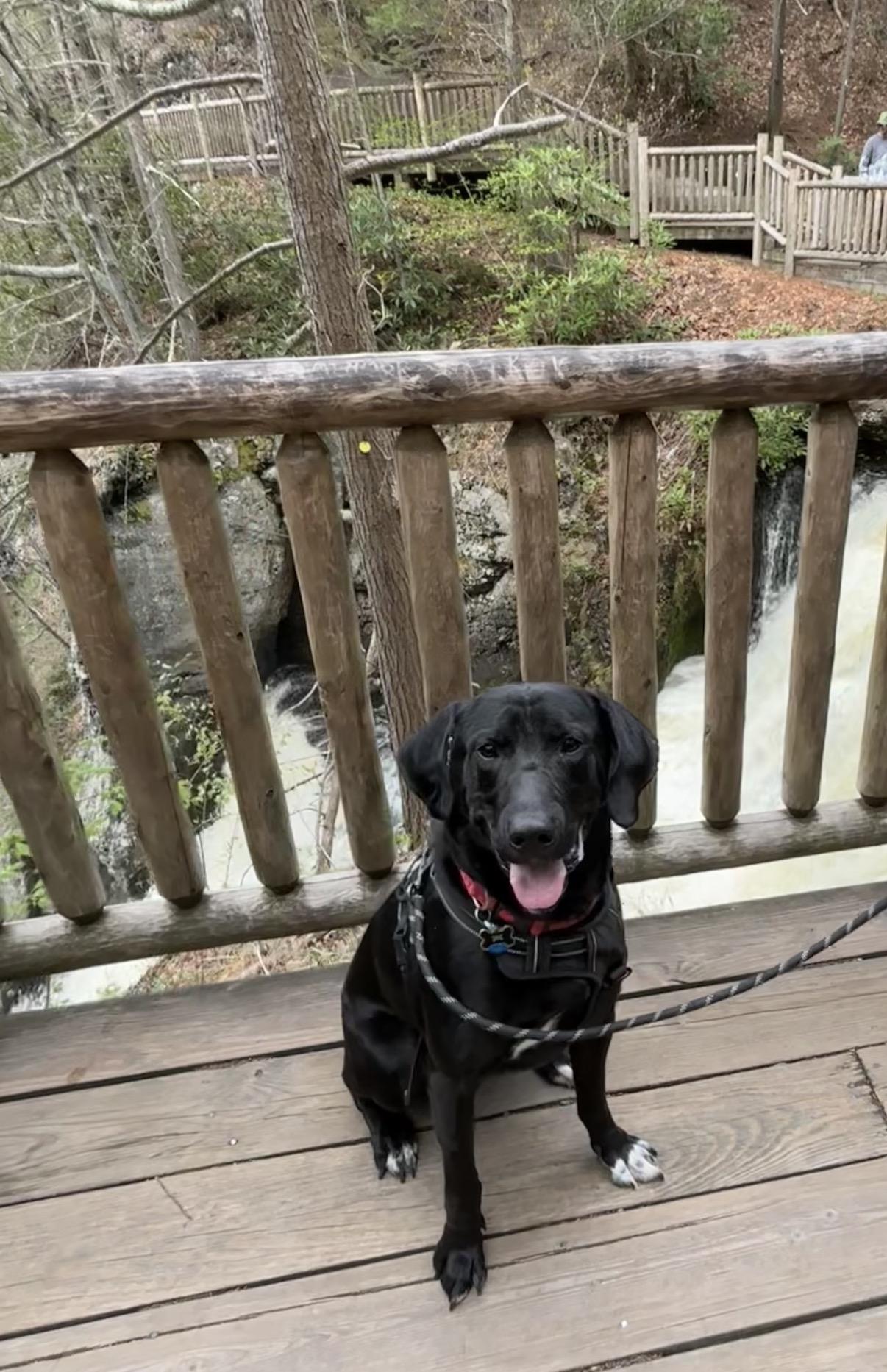 Midknight , ADOPTABLE, Adult Male Labrador Retriever.