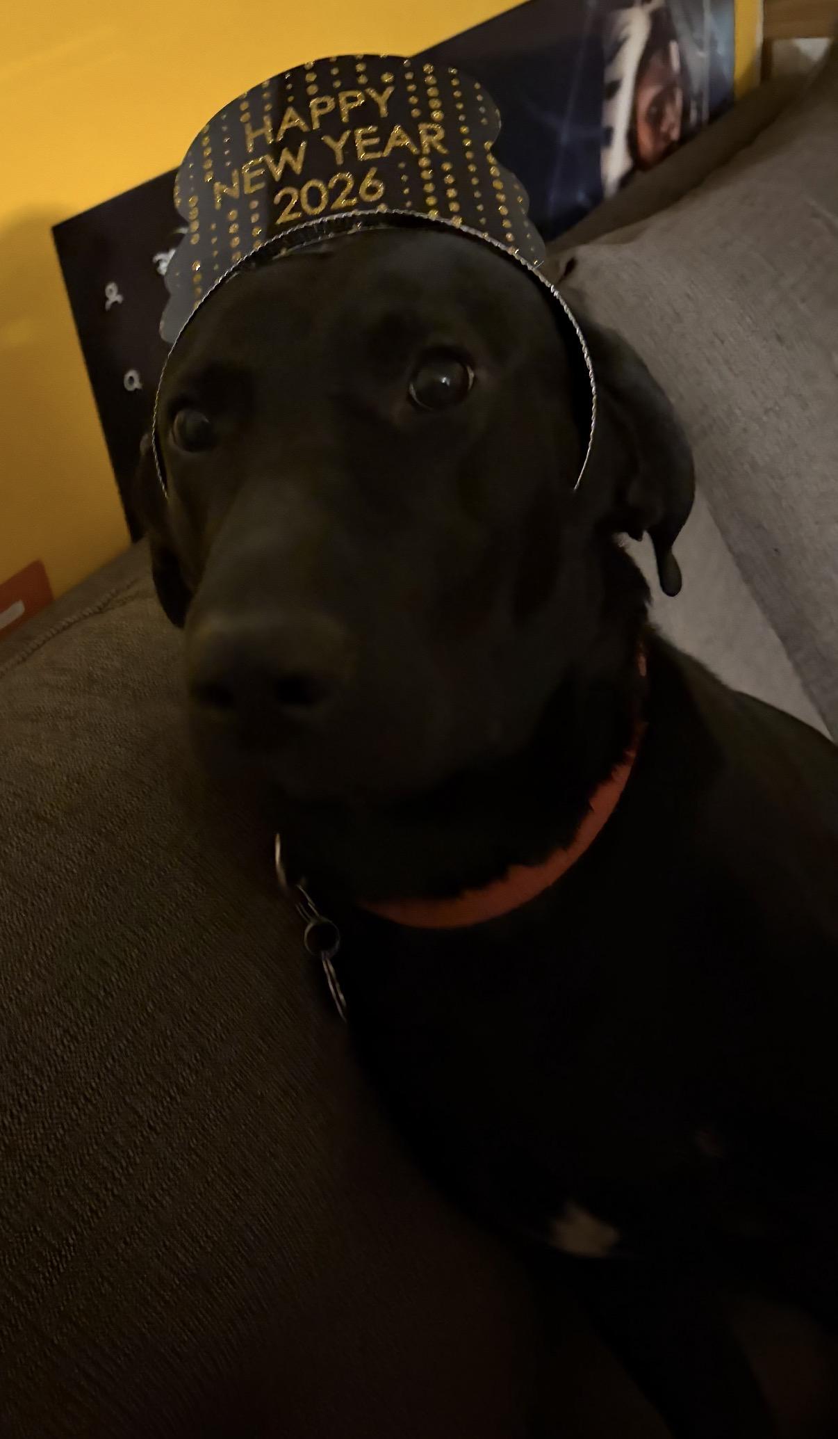 Enlarge Midknight , a ADOPTABLE mixed breed in Warrington, PA image 2/4