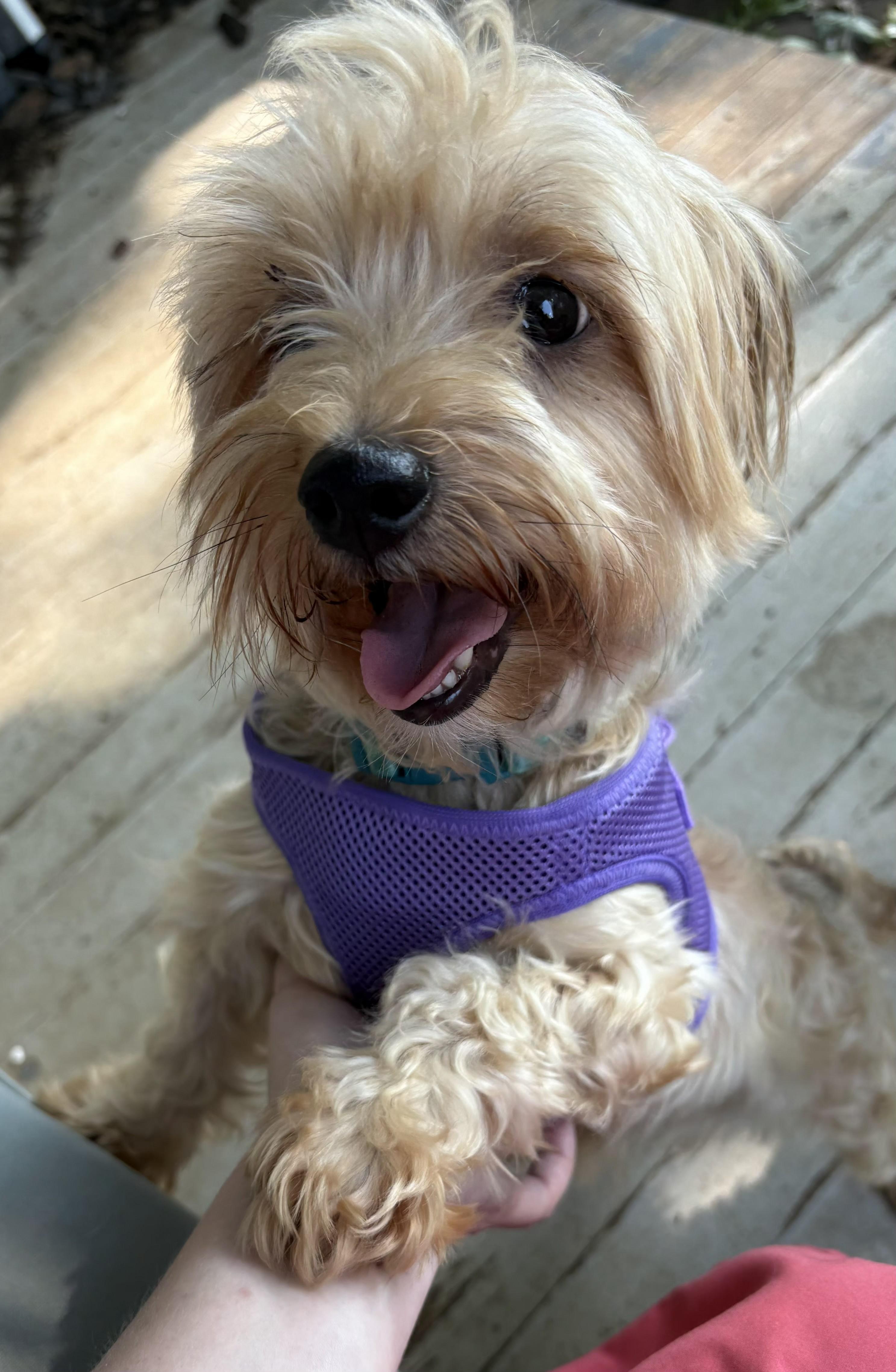 Gracie, ADOPTABLE, Adult Female Yorkshire Terrier & Mixed Breed.