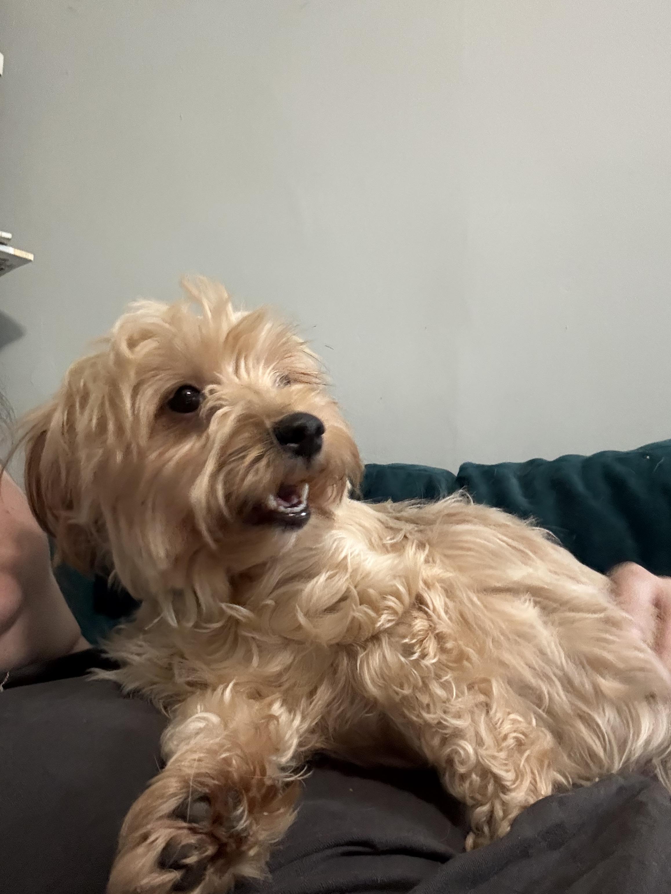 Enlarge Gracie, a ADOPTABLE mixed breed in Ellicott City, MD image 2/5