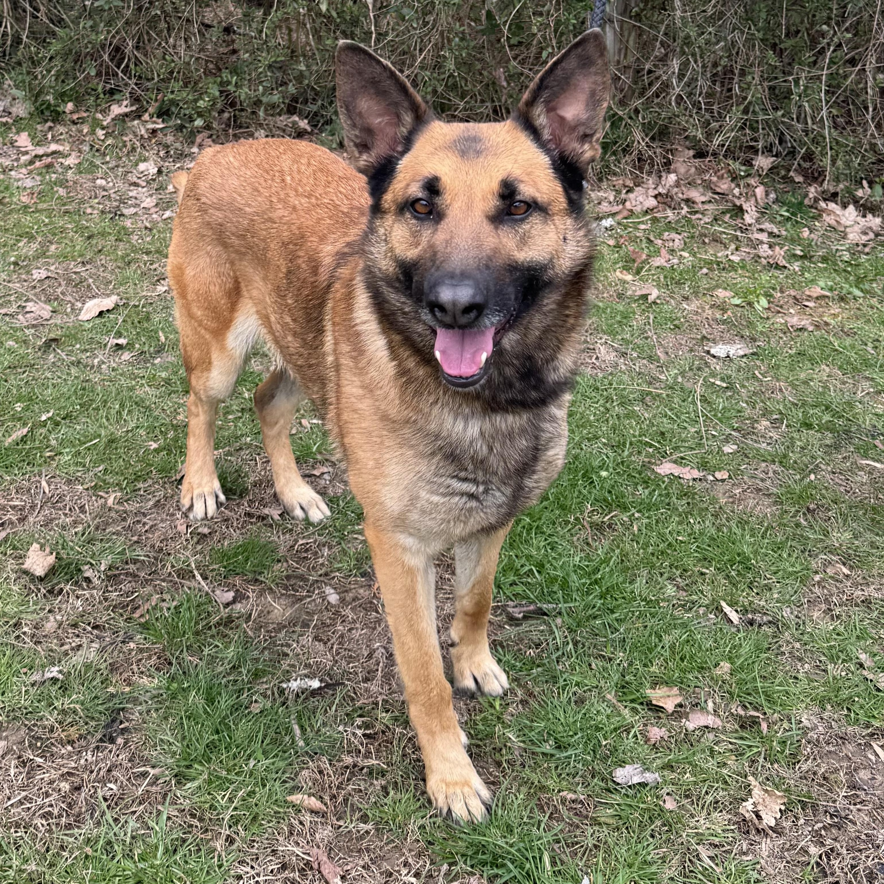 Enlarge Kayla, a ADOPTABLE German Shepherd Dog in Maynardville, TN image 1/1