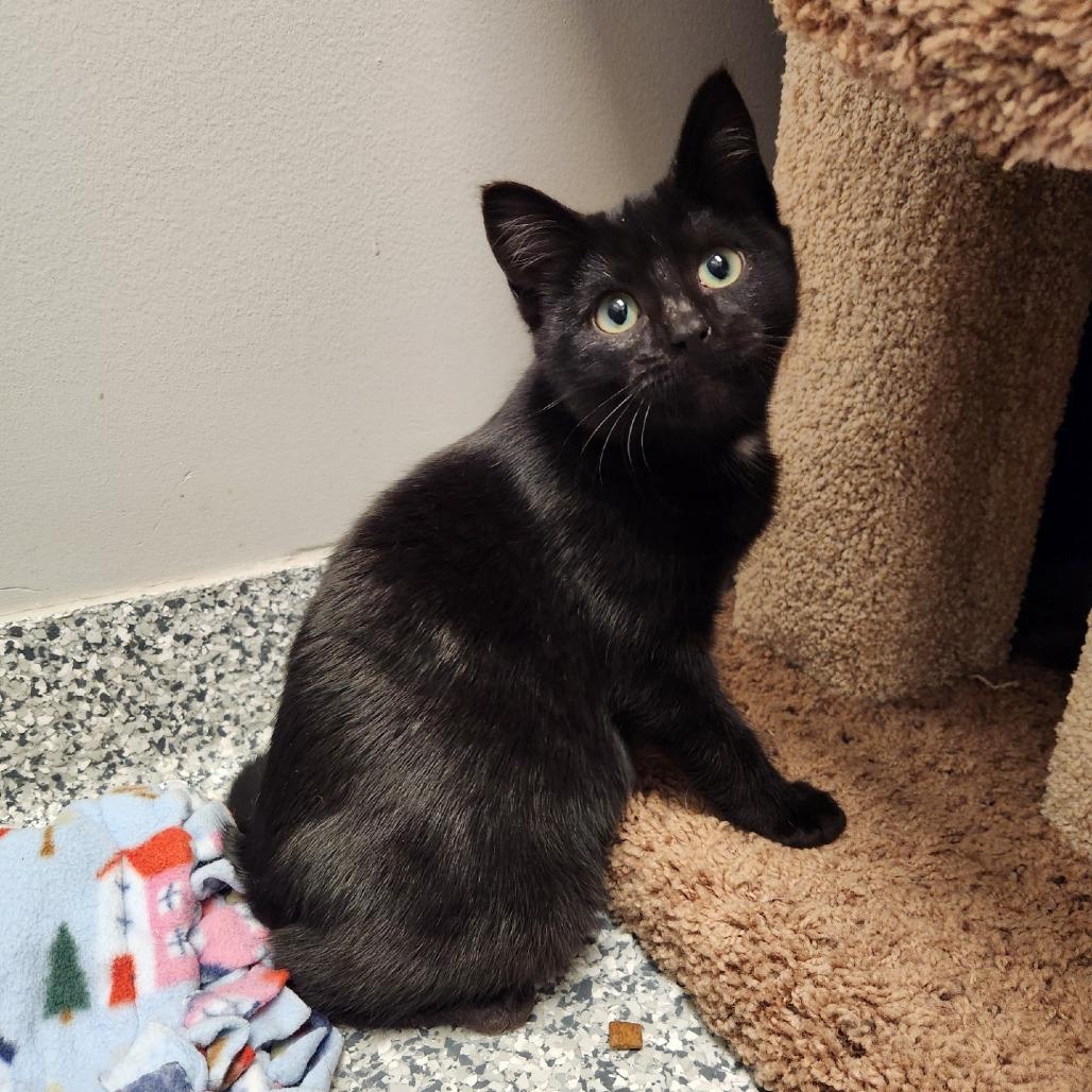 Enlarge Darth, a Adoptable Domestic Short Hair in Brookfield, WI image 1/2