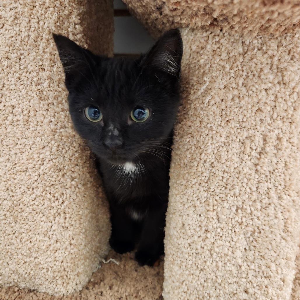 Enlarge Darth, a Adoptable Domestic Short Hair in Brookfield, WI image 2/2