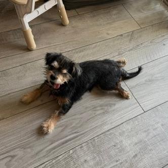 Mr Spock, Adoptable, Senior Male Terrier & Mixed Breed.