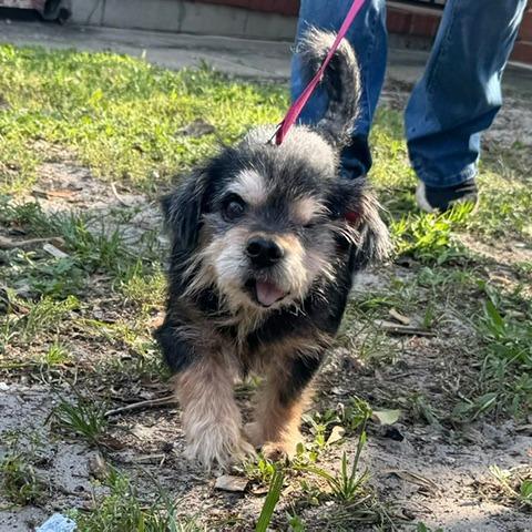 Mr Spock, a Adoptable mixed breed in Jacksonville, FL image 2/4