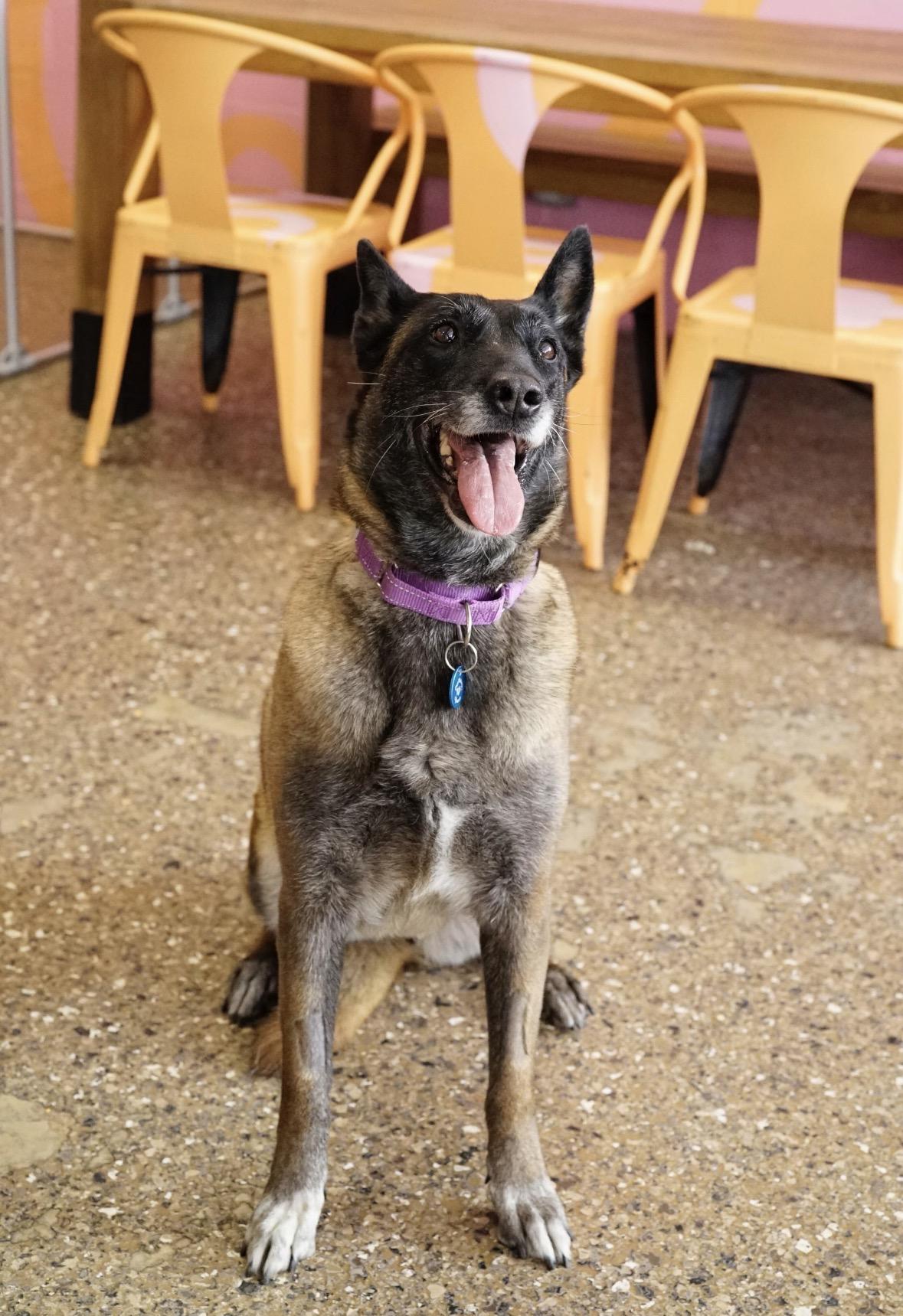 Bennie, a Adoptable Belgian Shepherd / Malinois in Pasadena, CA image 5/6