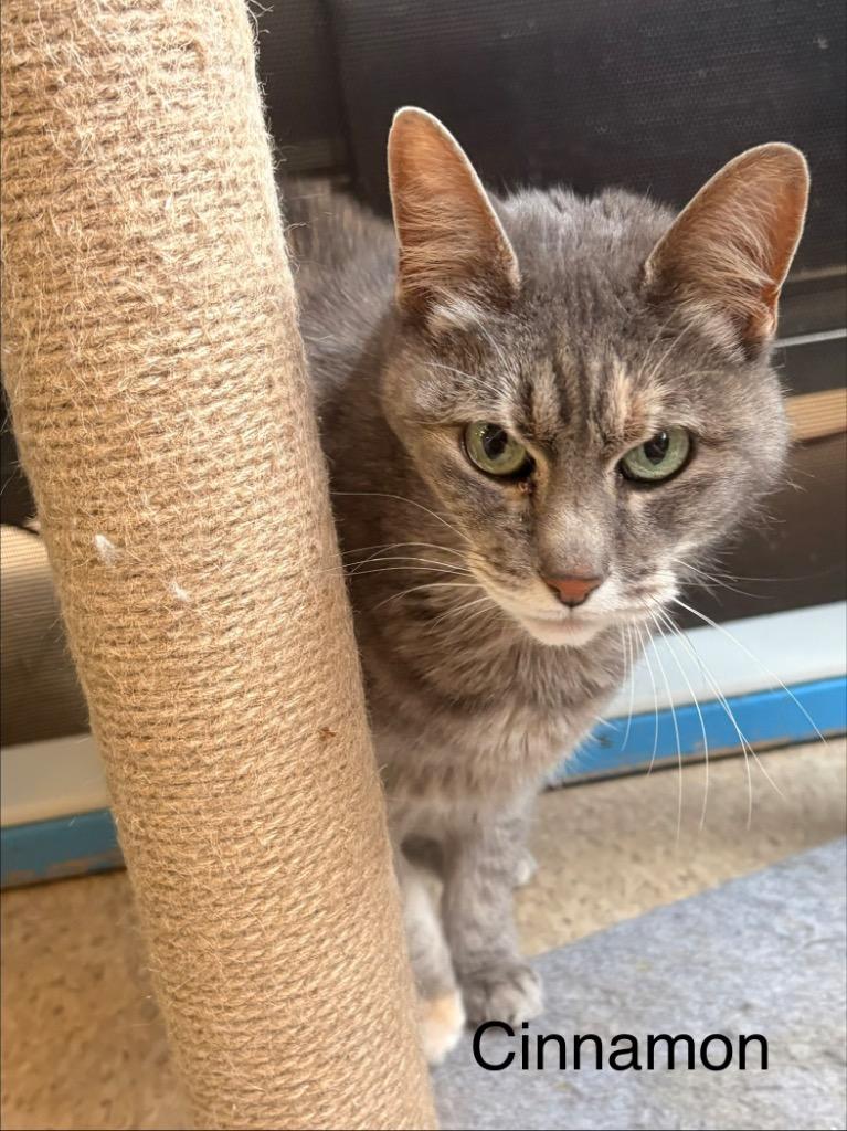 Enlarge Cinnoamon, a Adoptable mixed breed in Heber City, UT image 1/1