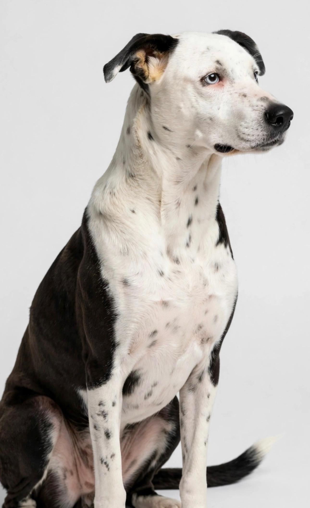 Enlarge SAYLOR, a Adoptable mixed breed in Hagerstown, MD image 5/6