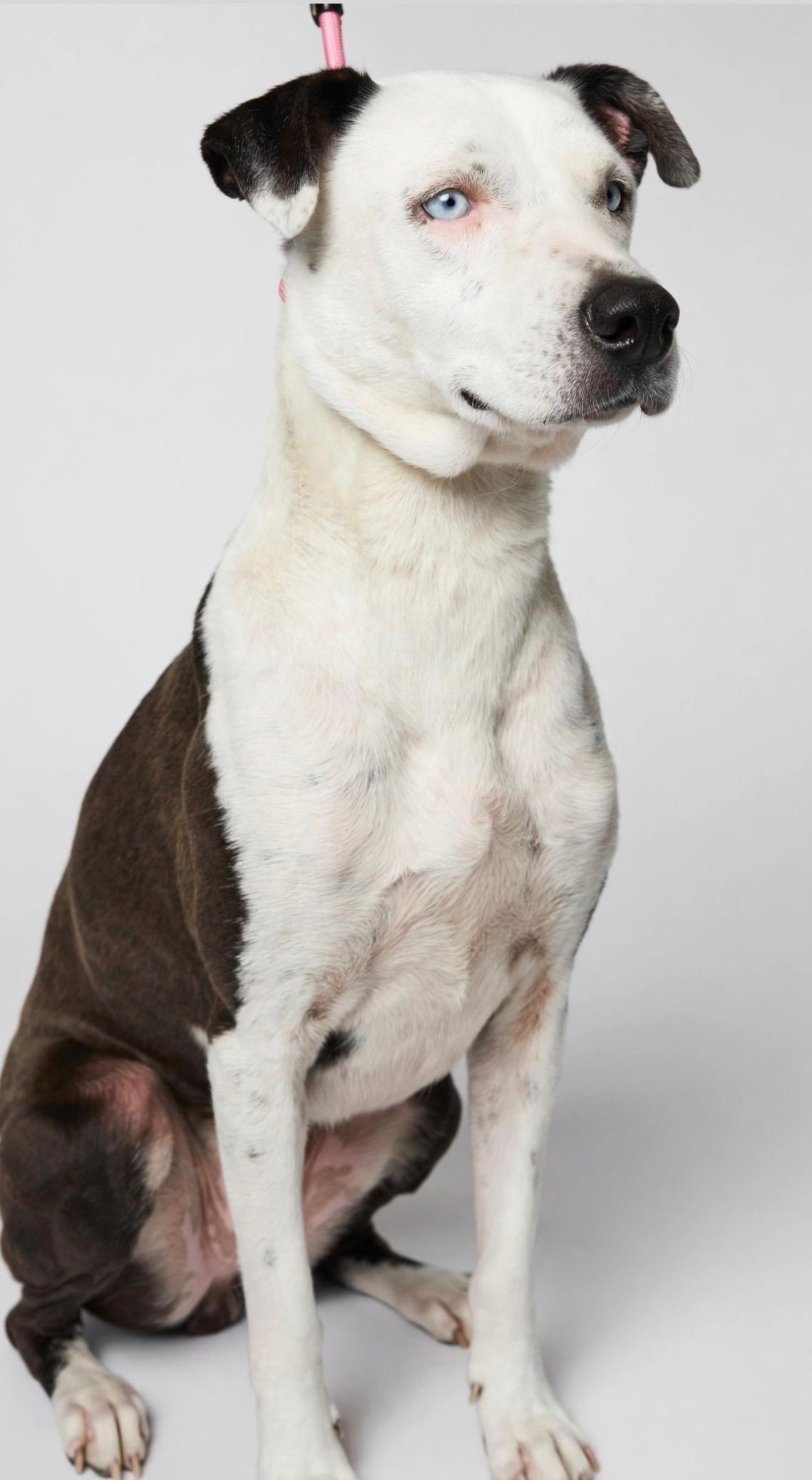 Enlarge SAYLOR, a Adoptable mixed breed in Hagerstown, MD image 2/6
