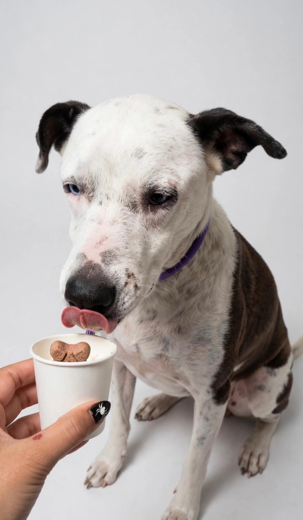 Enlarge SAYLOR, a Adoptable mixed breed in Hagerstown, MD image 3/6